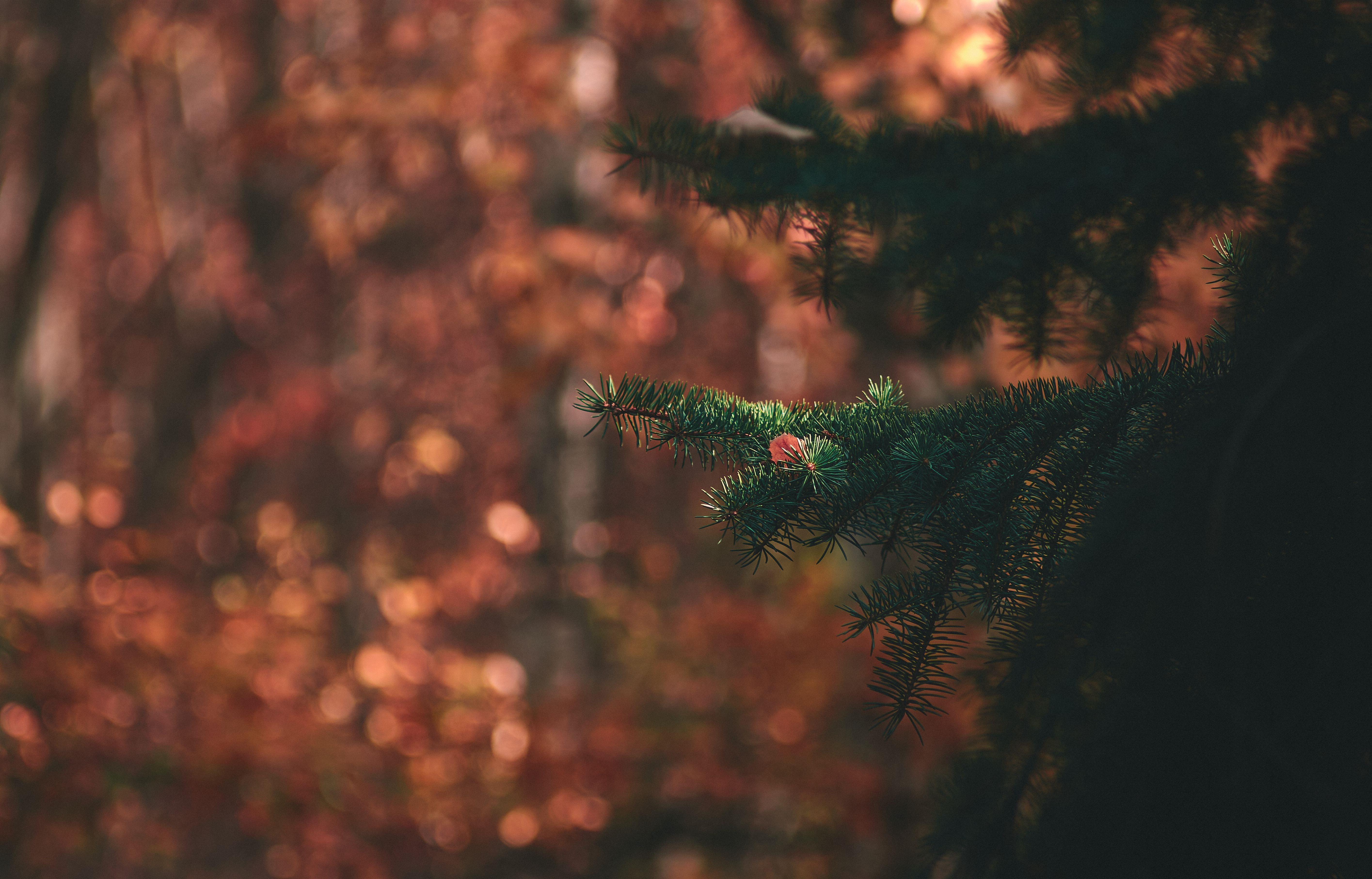 4K nature pine trees bokeh HD Wallpaper