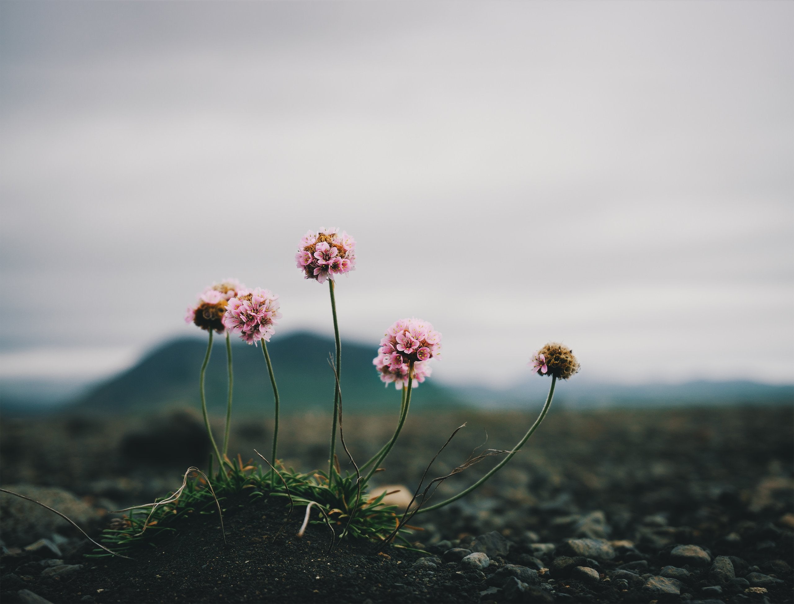 Pink flowers on rocky ground with mountains HD Wallpaper