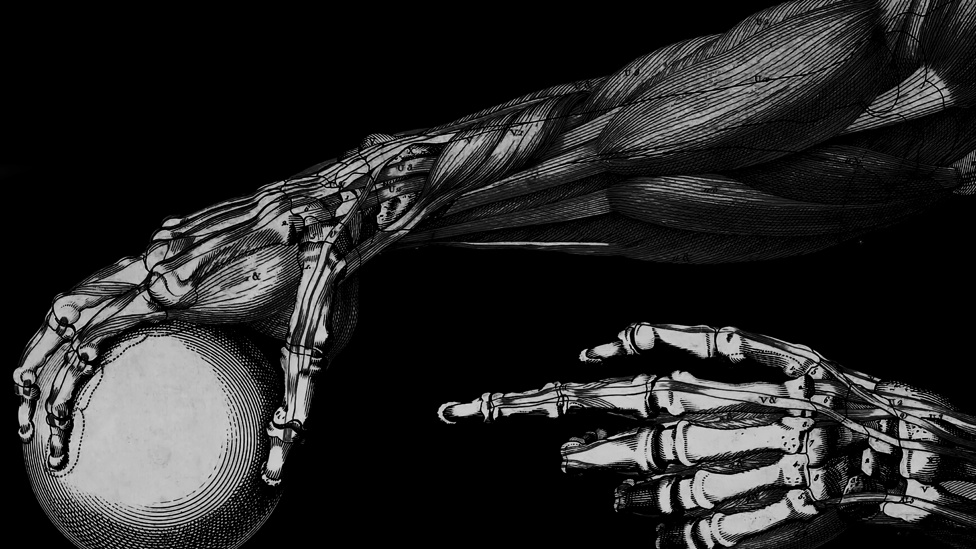 Anatomical drawing of human arms and hands with a sphere HD Wallpaper
