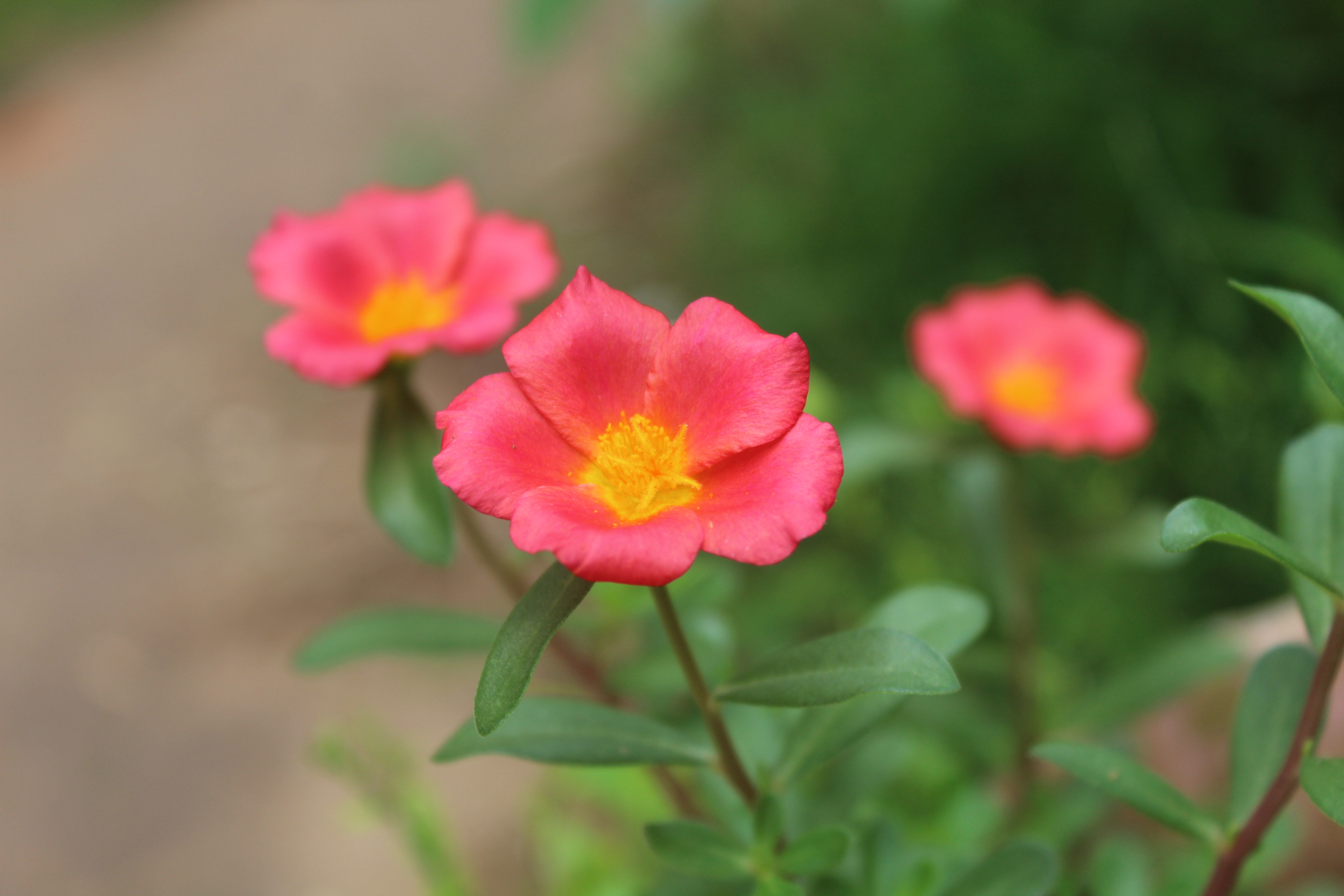 4K pink flowers in nature HD Wallpaper