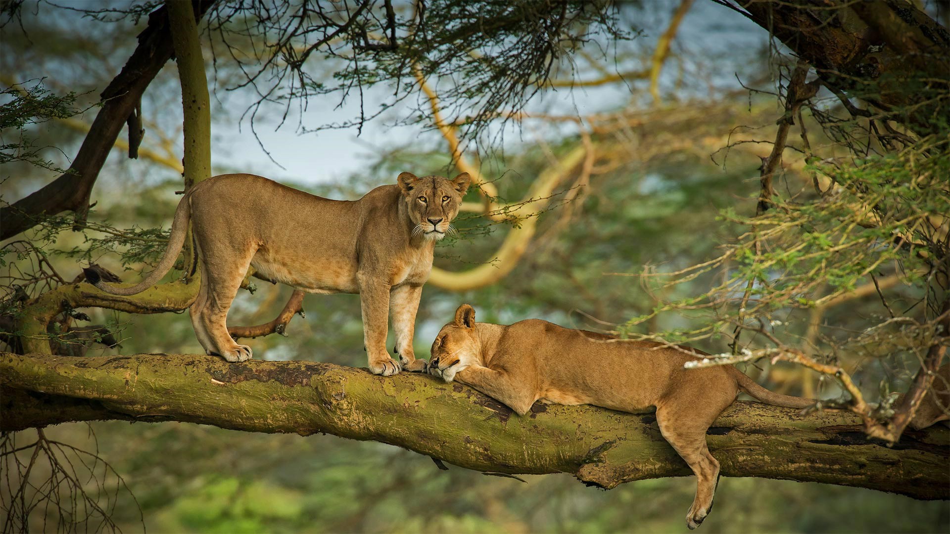 Two lions resting on a tree branch HD Wallpaper