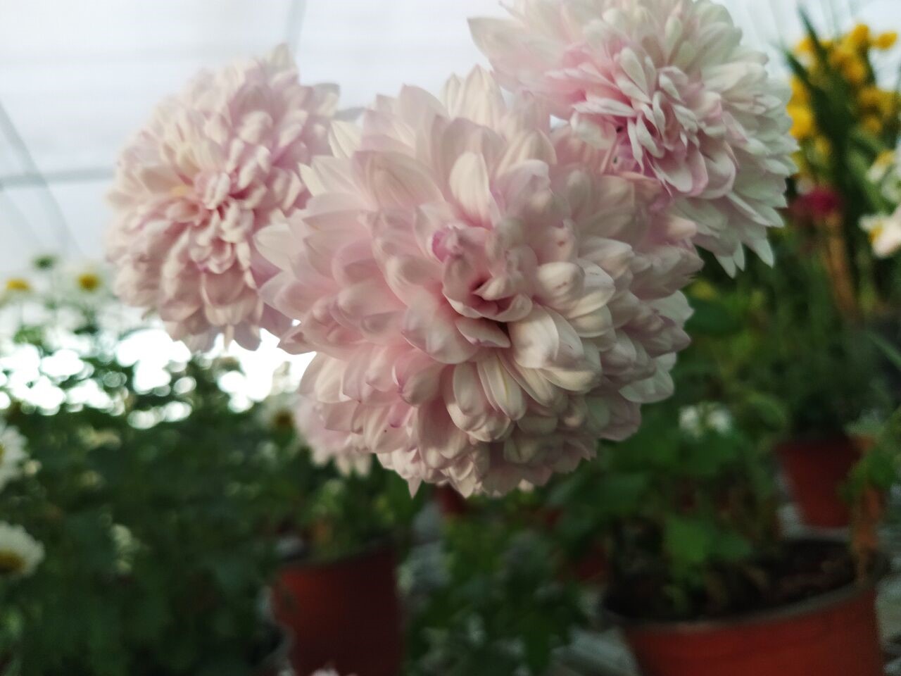 Pink chrysanthemums in pots HD Wallpaper