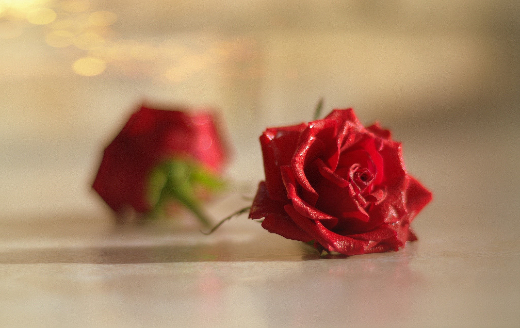 Two red roses on a surface HD Wallpaper