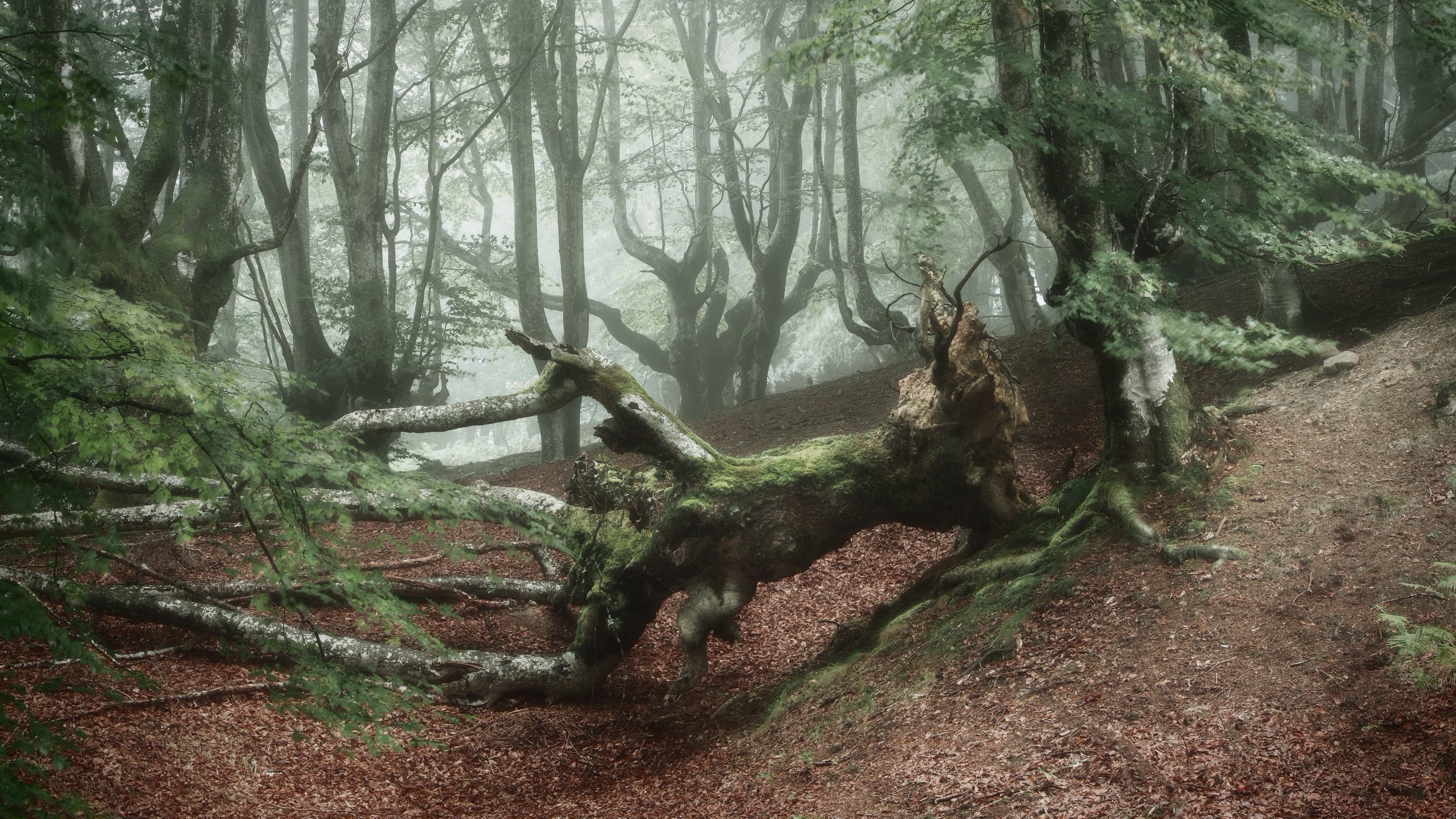 Misty forest with fallen trees HD Wallpaper