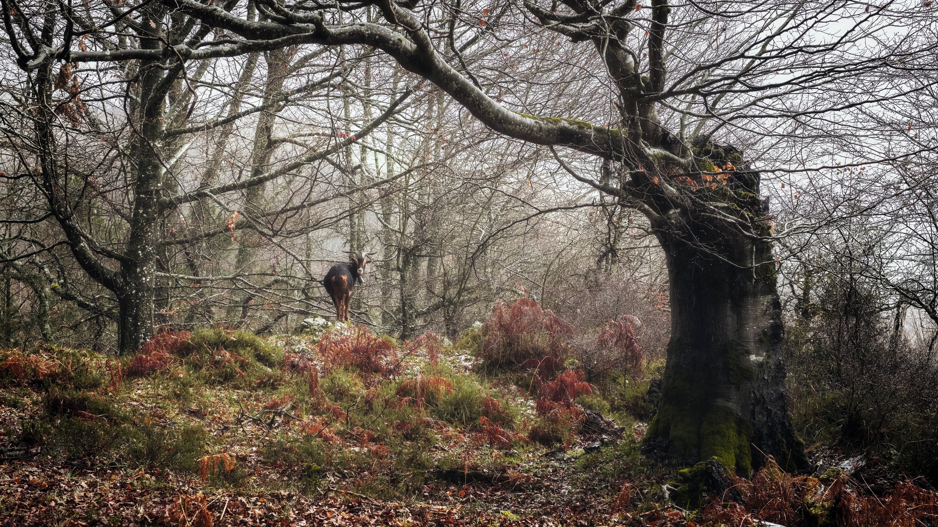Deer in a misty forest during fall HD Wallpaper
