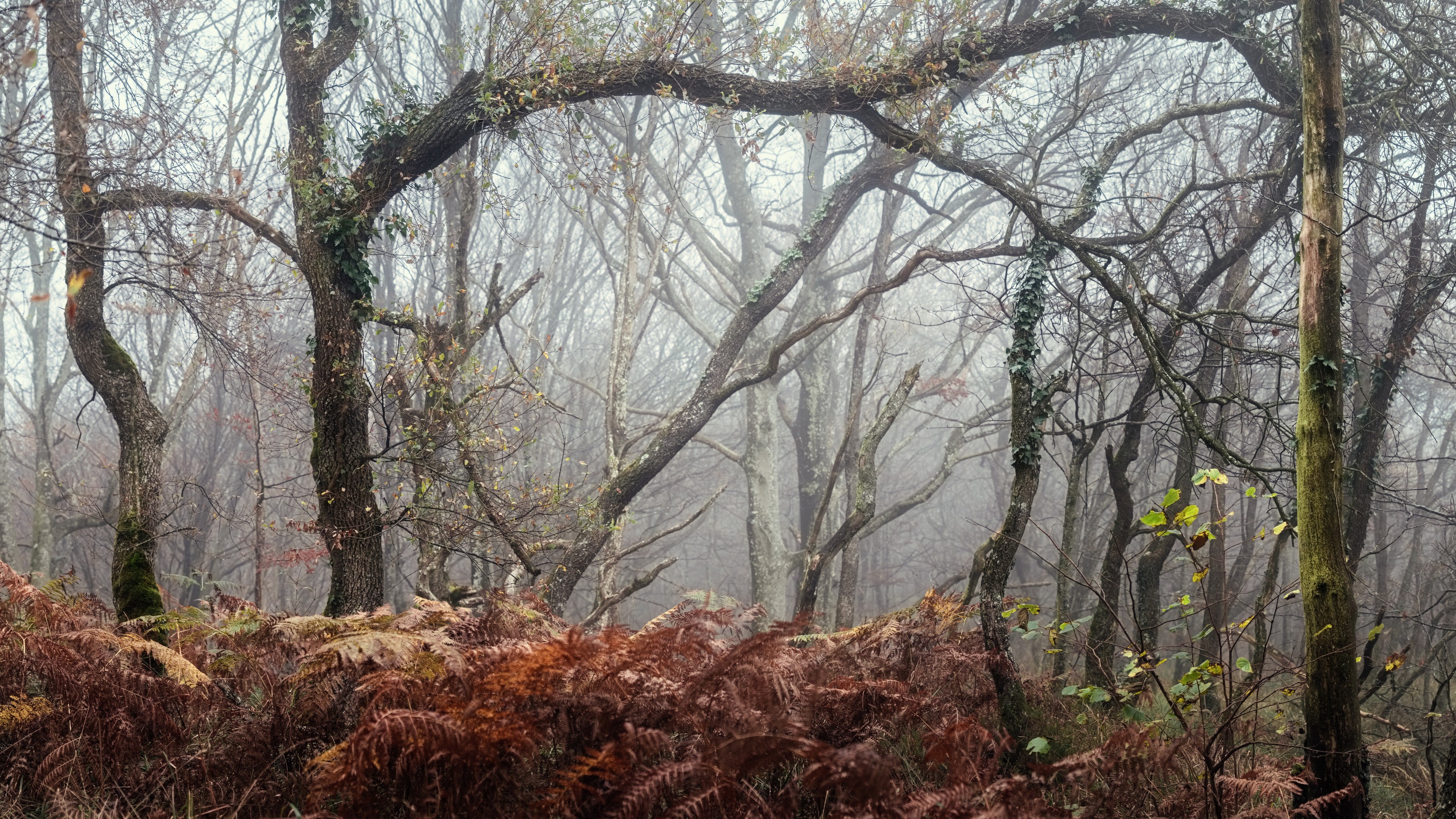 4K trees and plants in outdoors HD Wallpaper