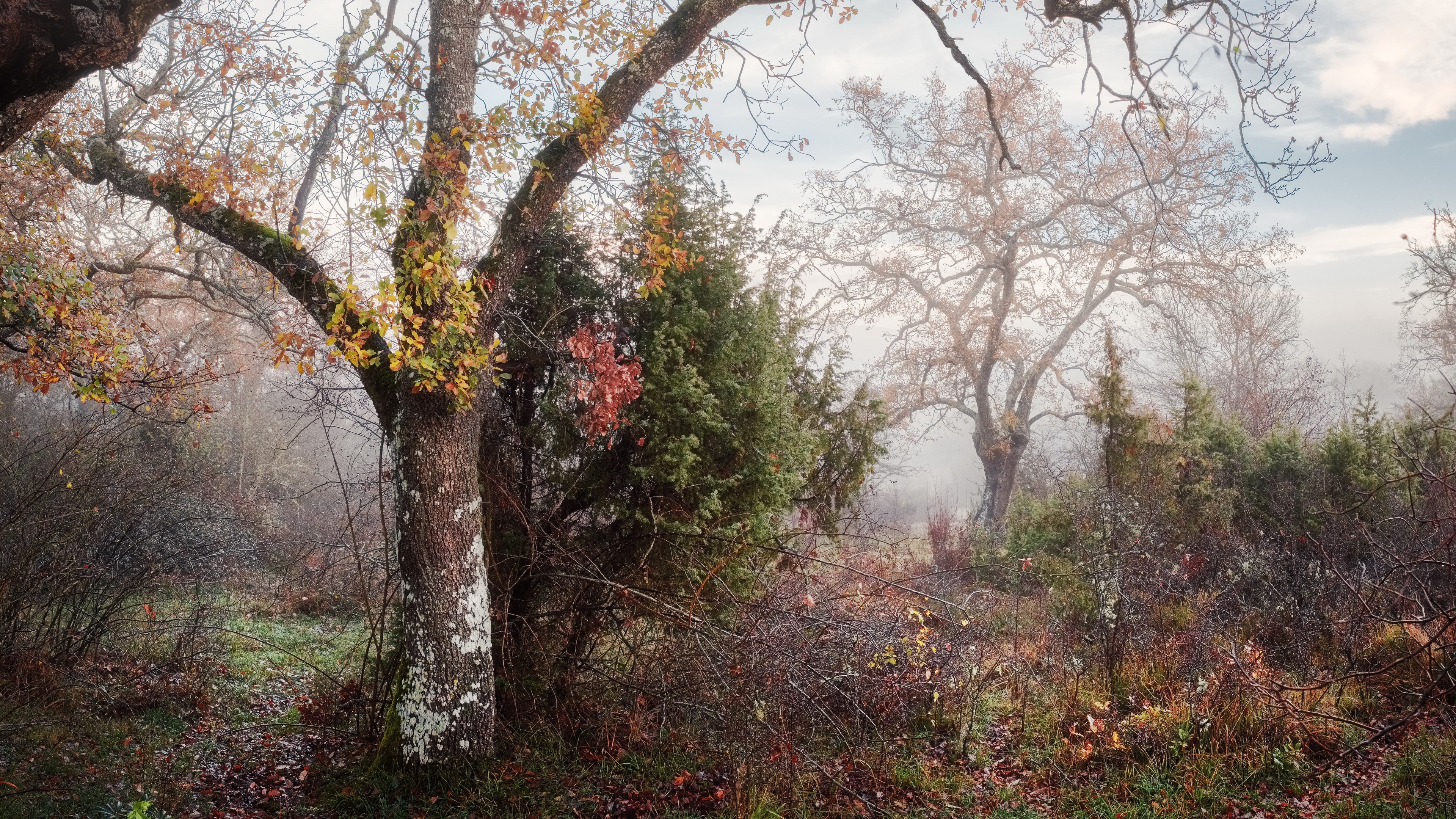 Misty forest with oak trees in fall HD Wallpaper