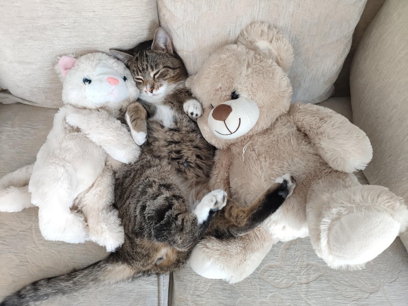 Cat sleeping with stuffed animals on a couch HD Wallpaper