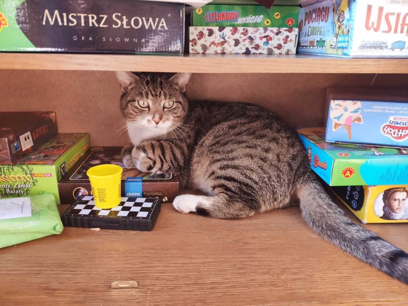 Cat among board games and Play-Doh HD Wallpaper