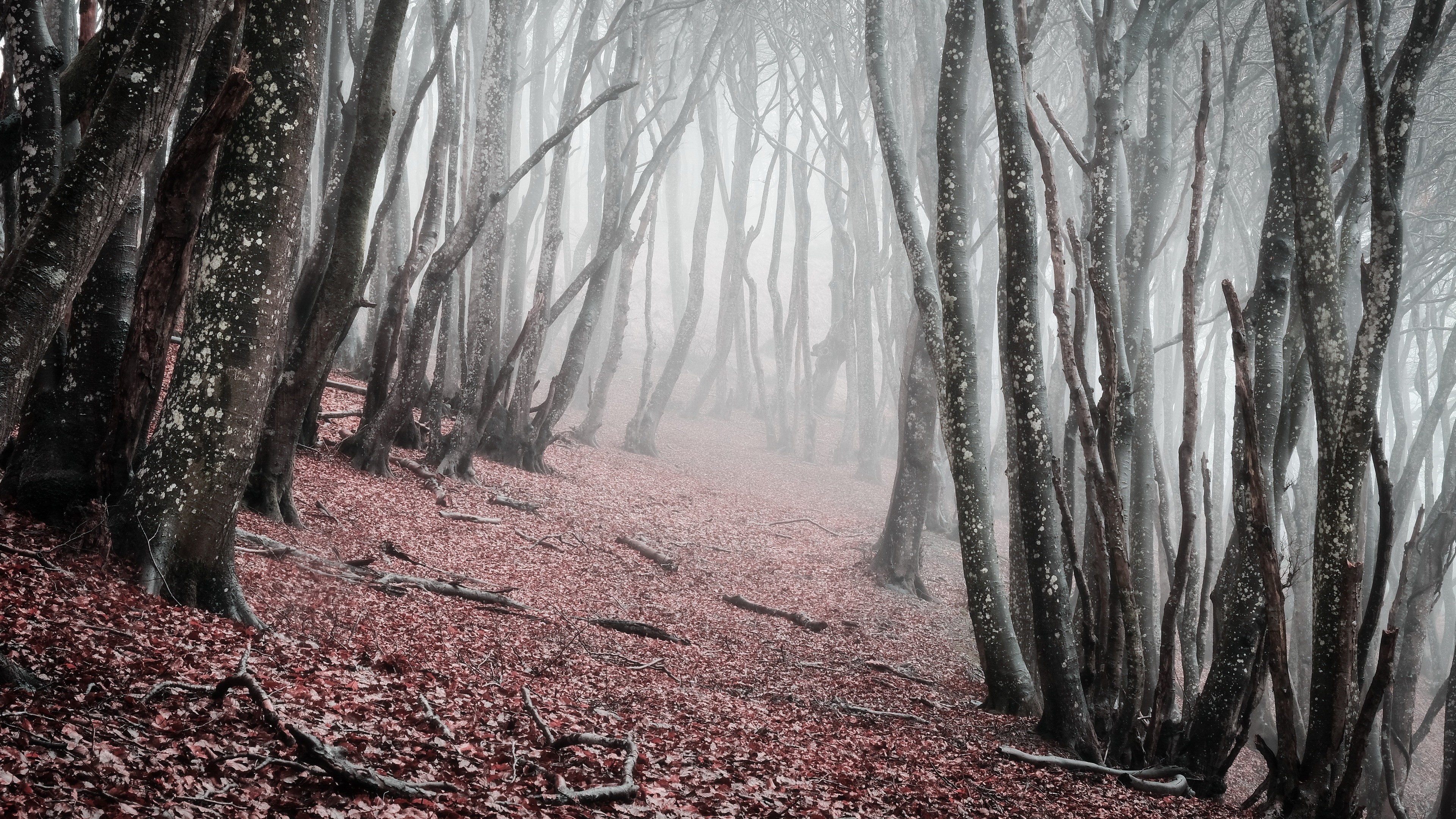 Misty forest with bare trees and fallen leaves HD Wallpaper