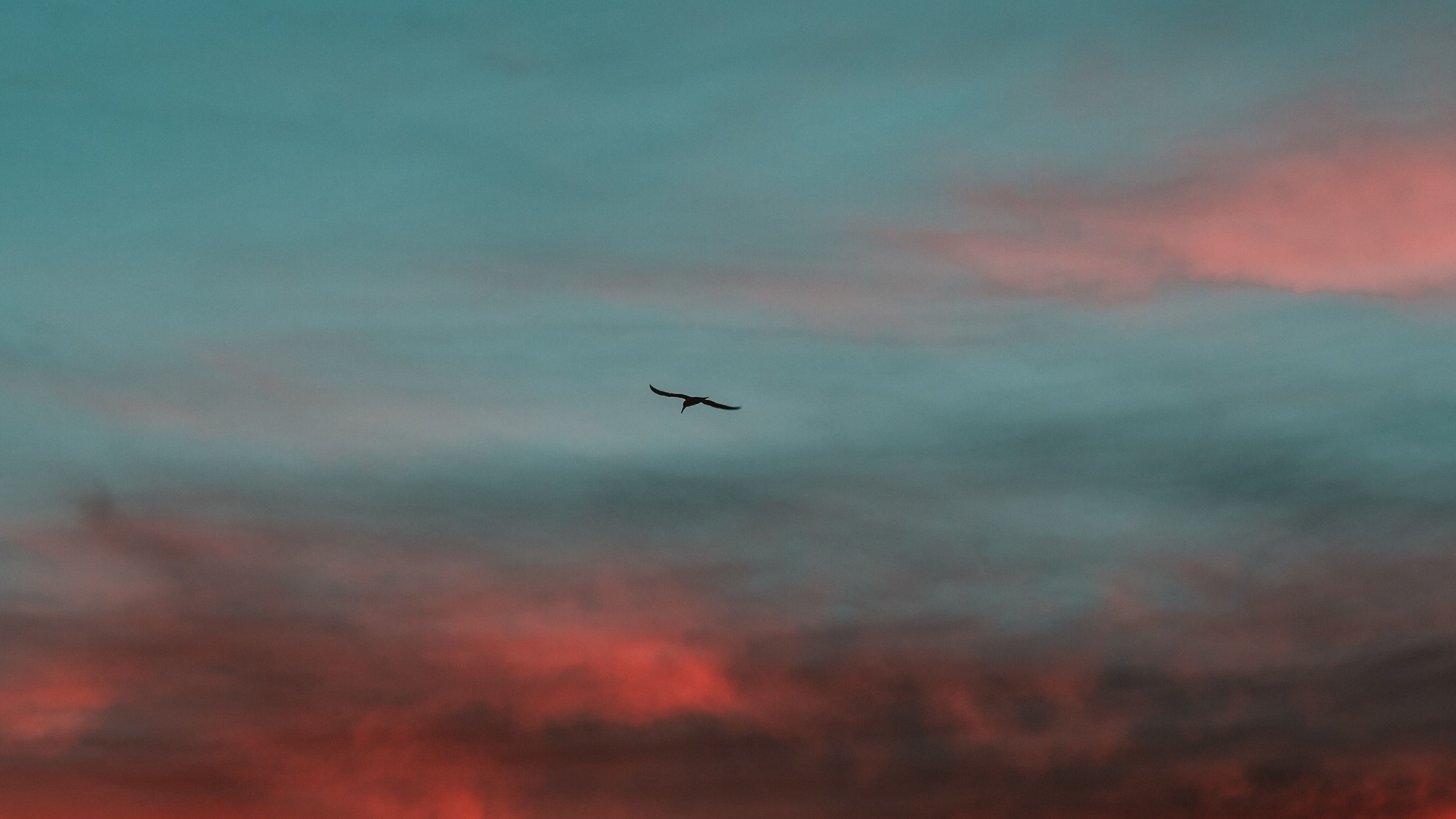 Bird flying in sunset clouds HD Wallpaper