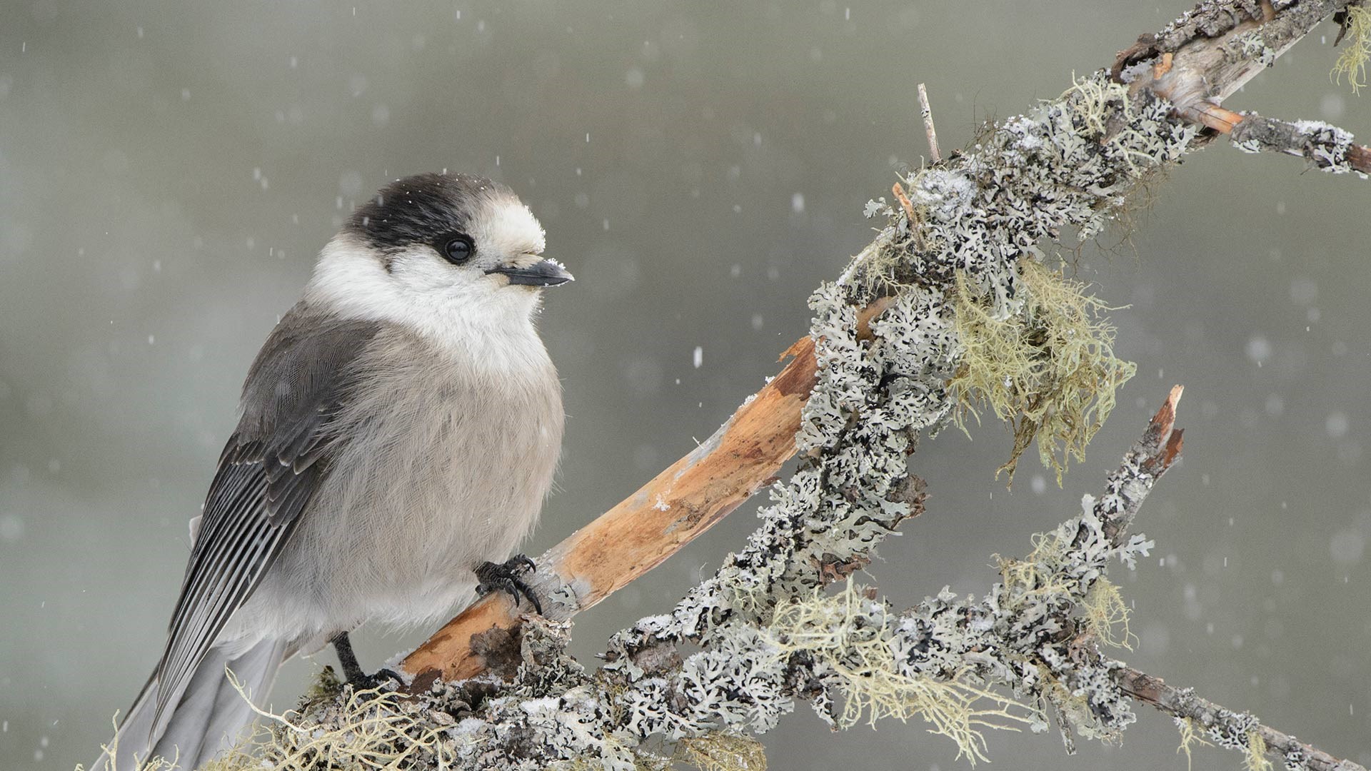 Gray Jay perched on a lichen-covered branch in snow HD Wallpaper