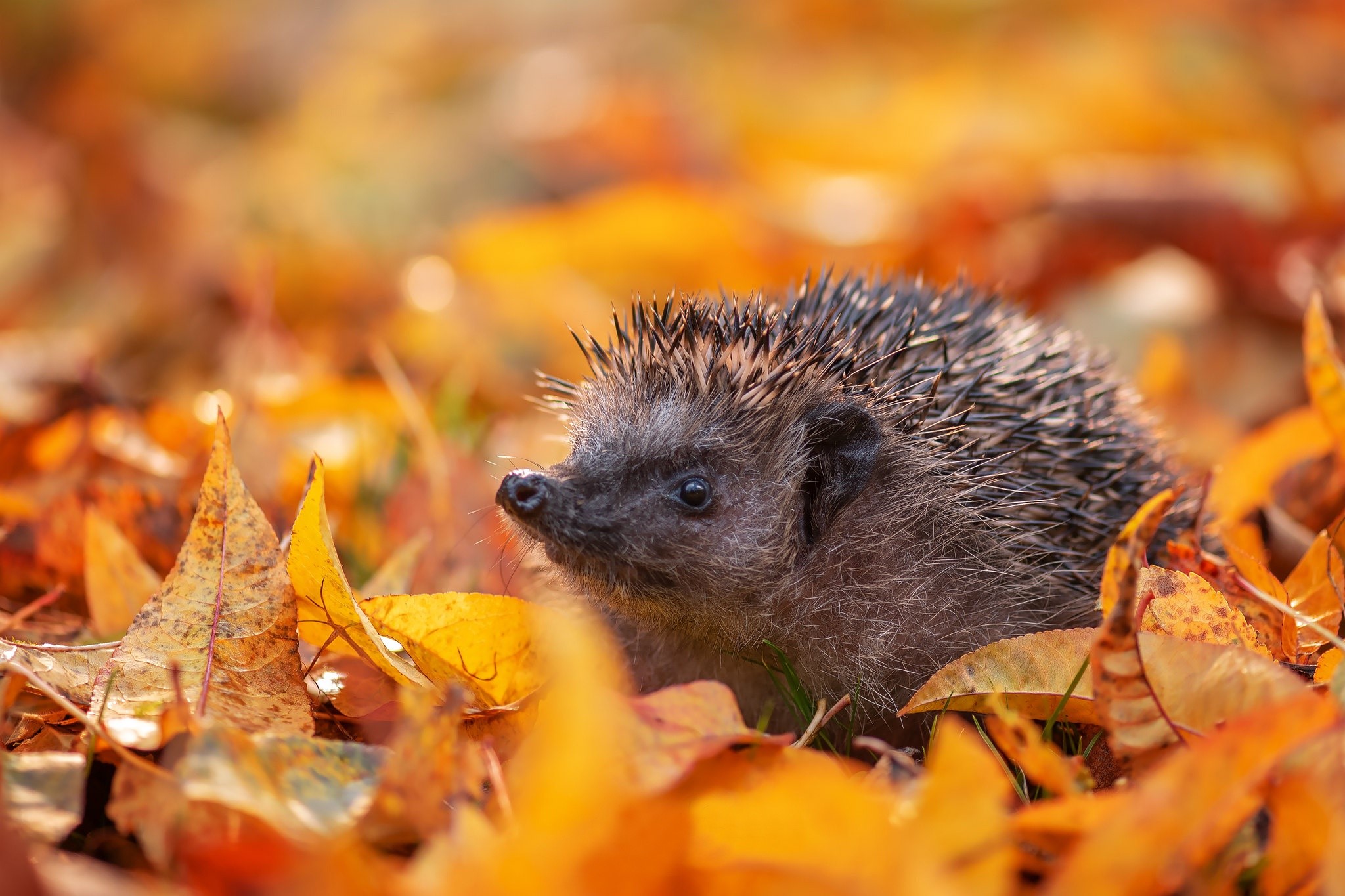 Hedgehog in autumn leaves HD Wallpaper