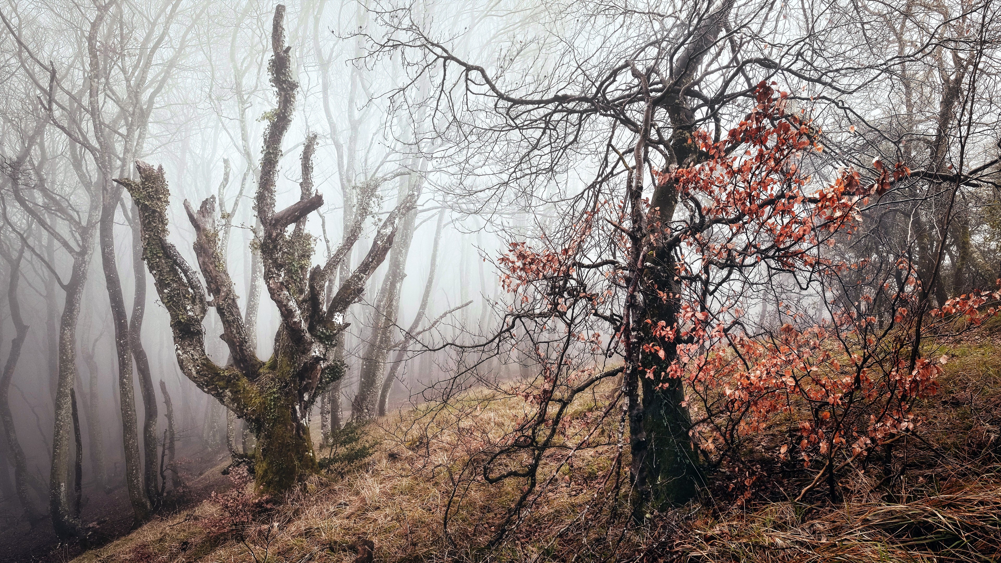 Misty forest with bare trees and autumn leaves HD Wallpaper