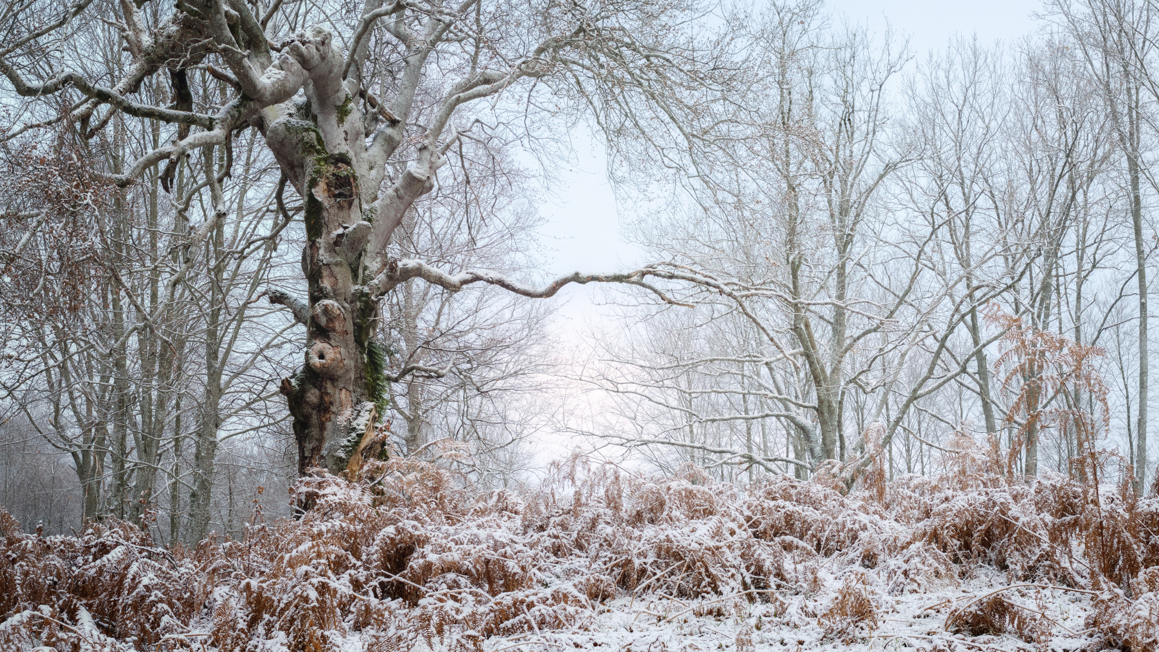 Snow covered trees and ferns in a forest HD Wallpaper