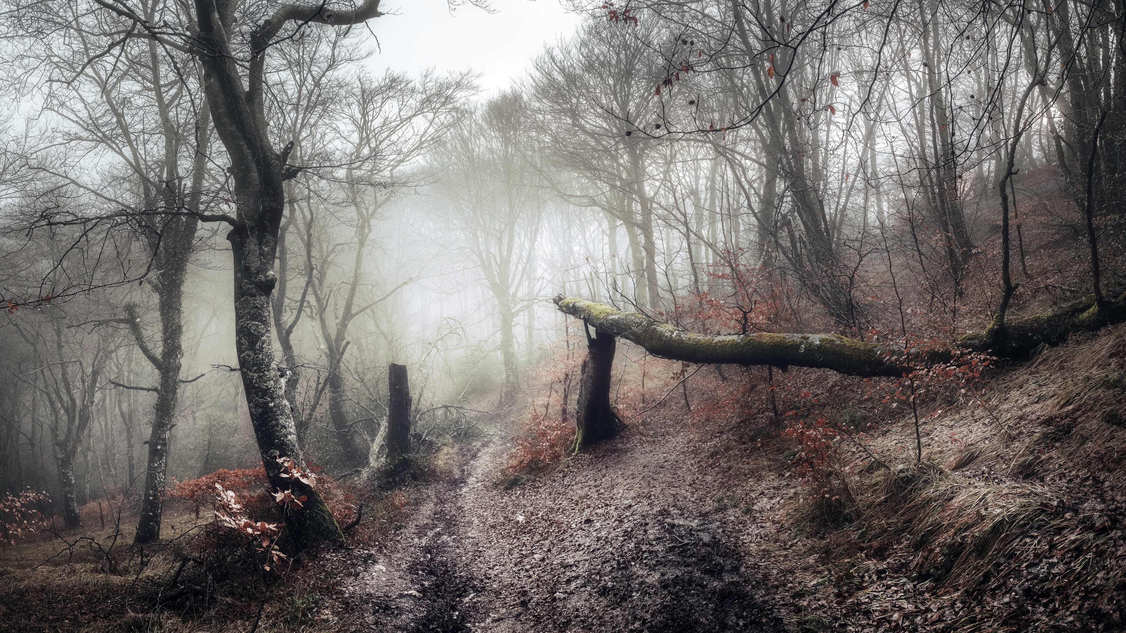 Misty forest with bare trees and fallen log HD Wallpaper