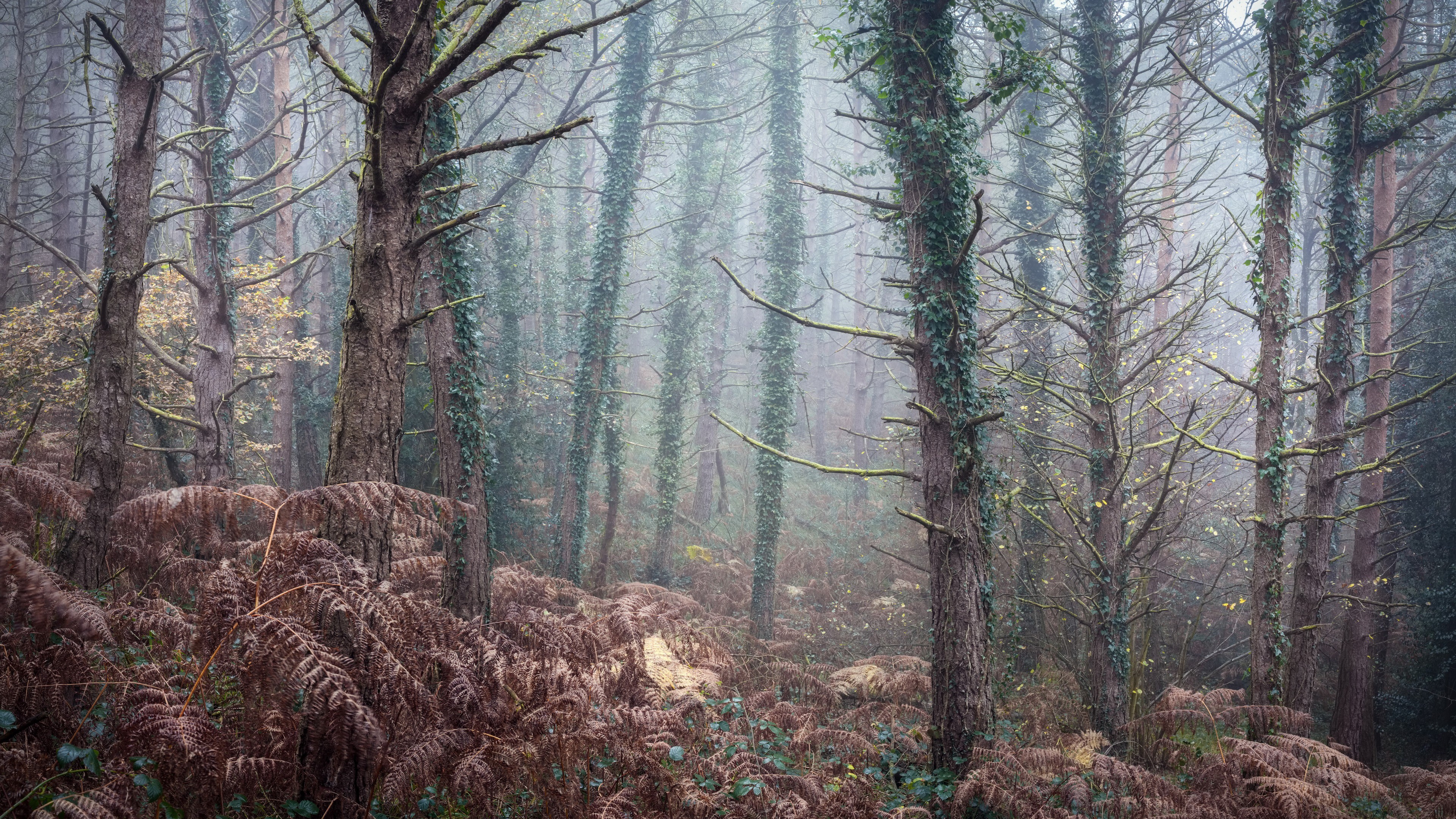 Misty forest with ferns and ivy-covered trees HD Wallpaper