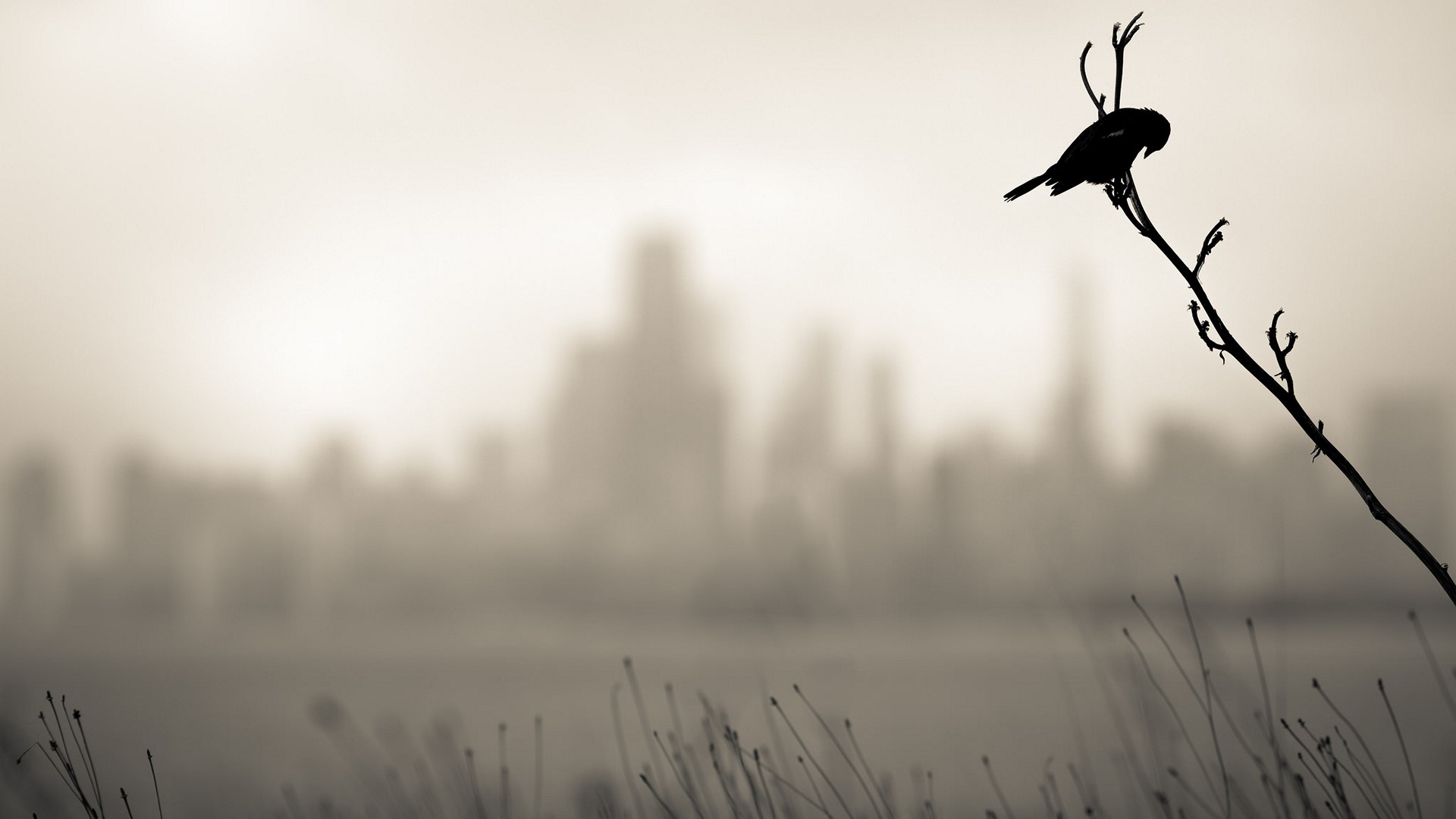 Silhouette of a bird on a branch with a blurred city skyline HD Wallpaper