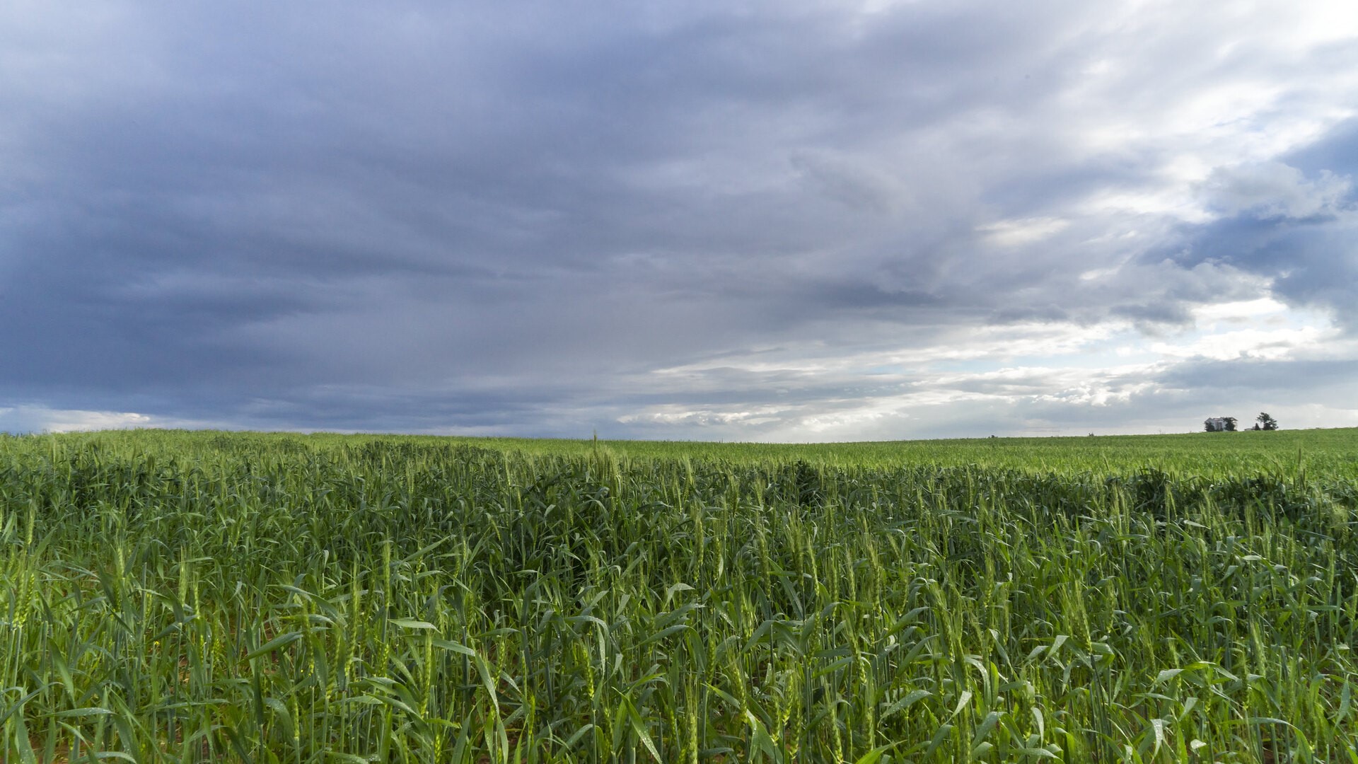 Wheat field under stormy clouds with distant vehicles HD Wallpaper
