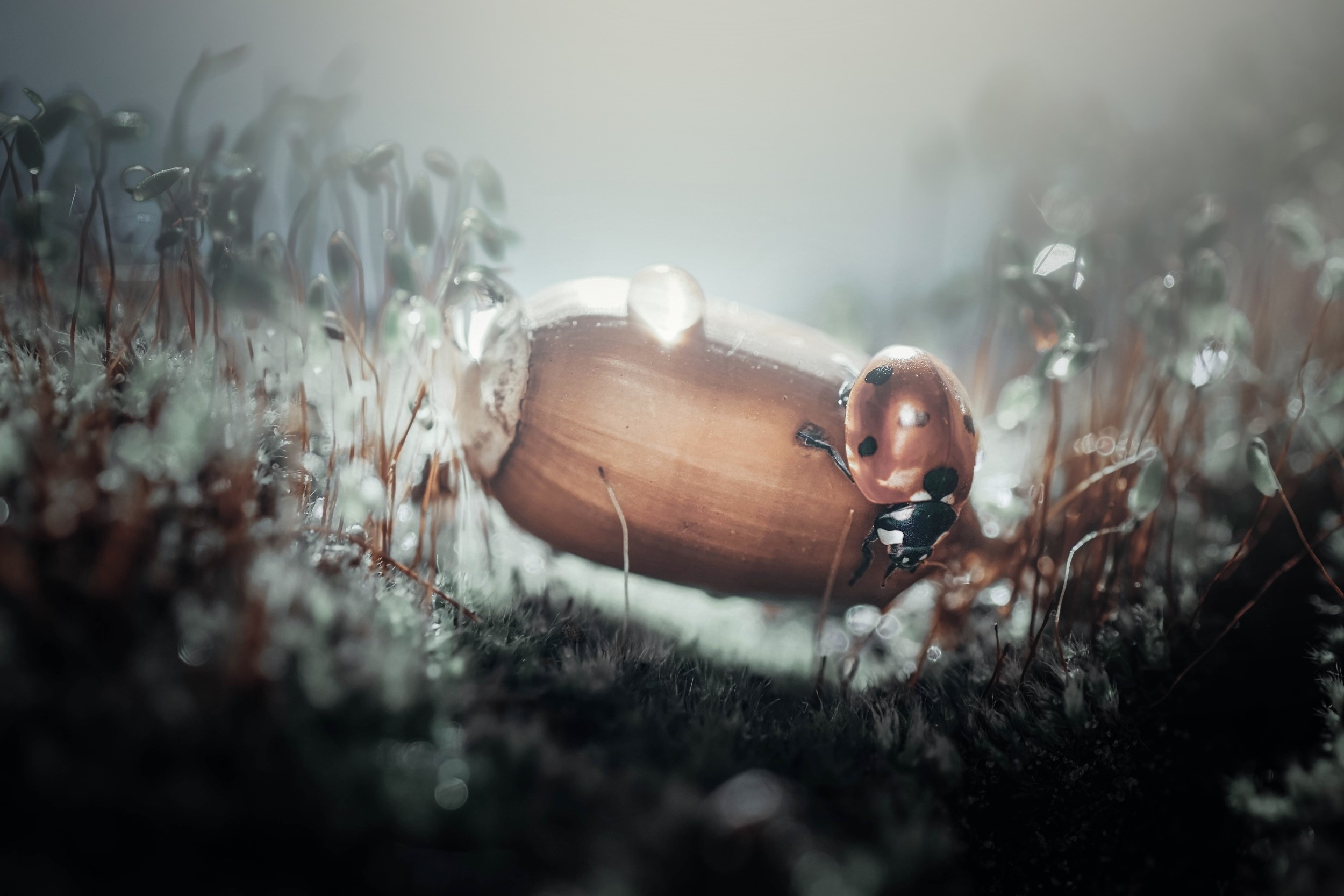 Ladybug on an acorn with dew drops HD Wallpaper
