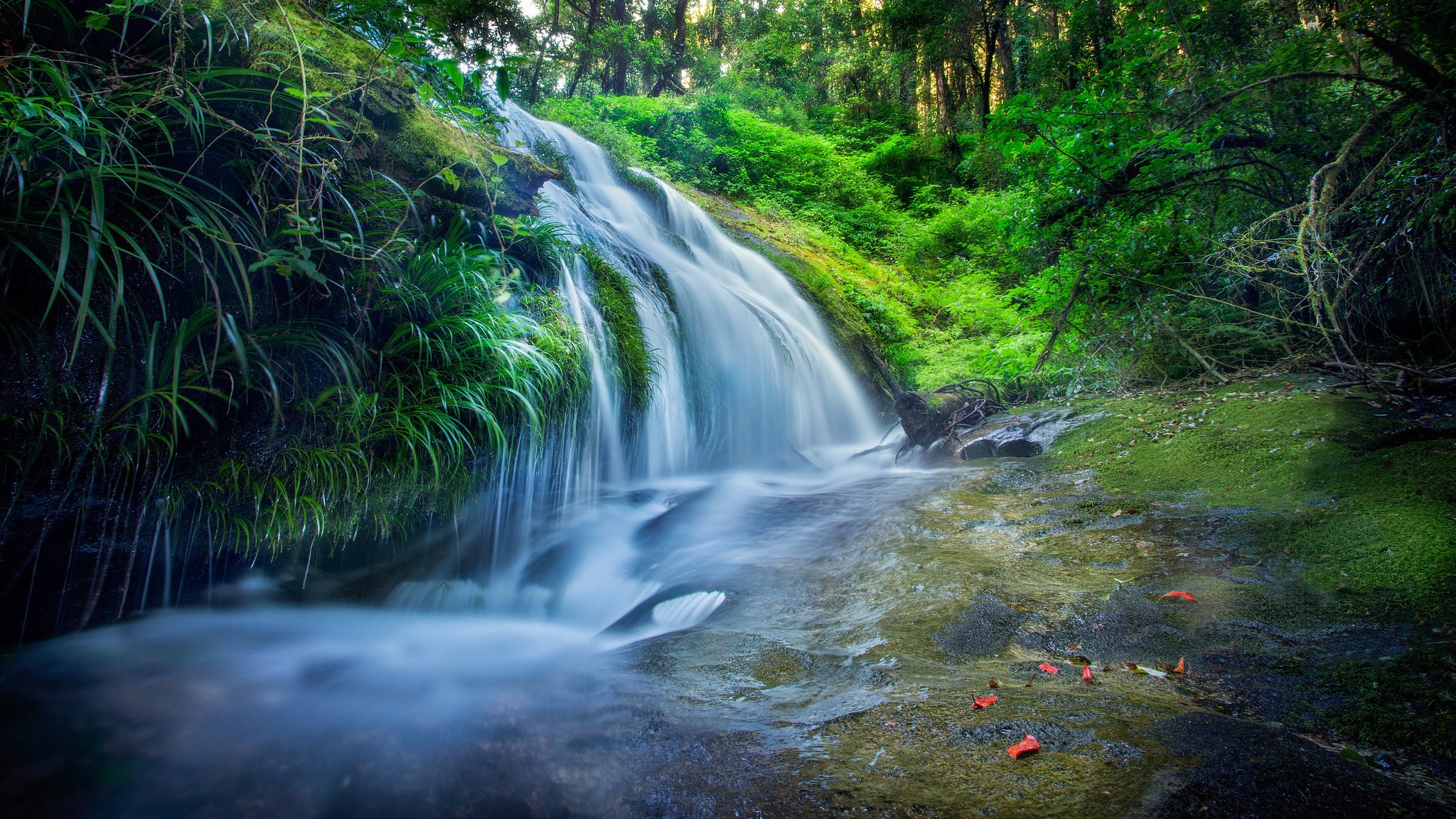 Waterfall cascading through a mossy forest HD Wallpaper