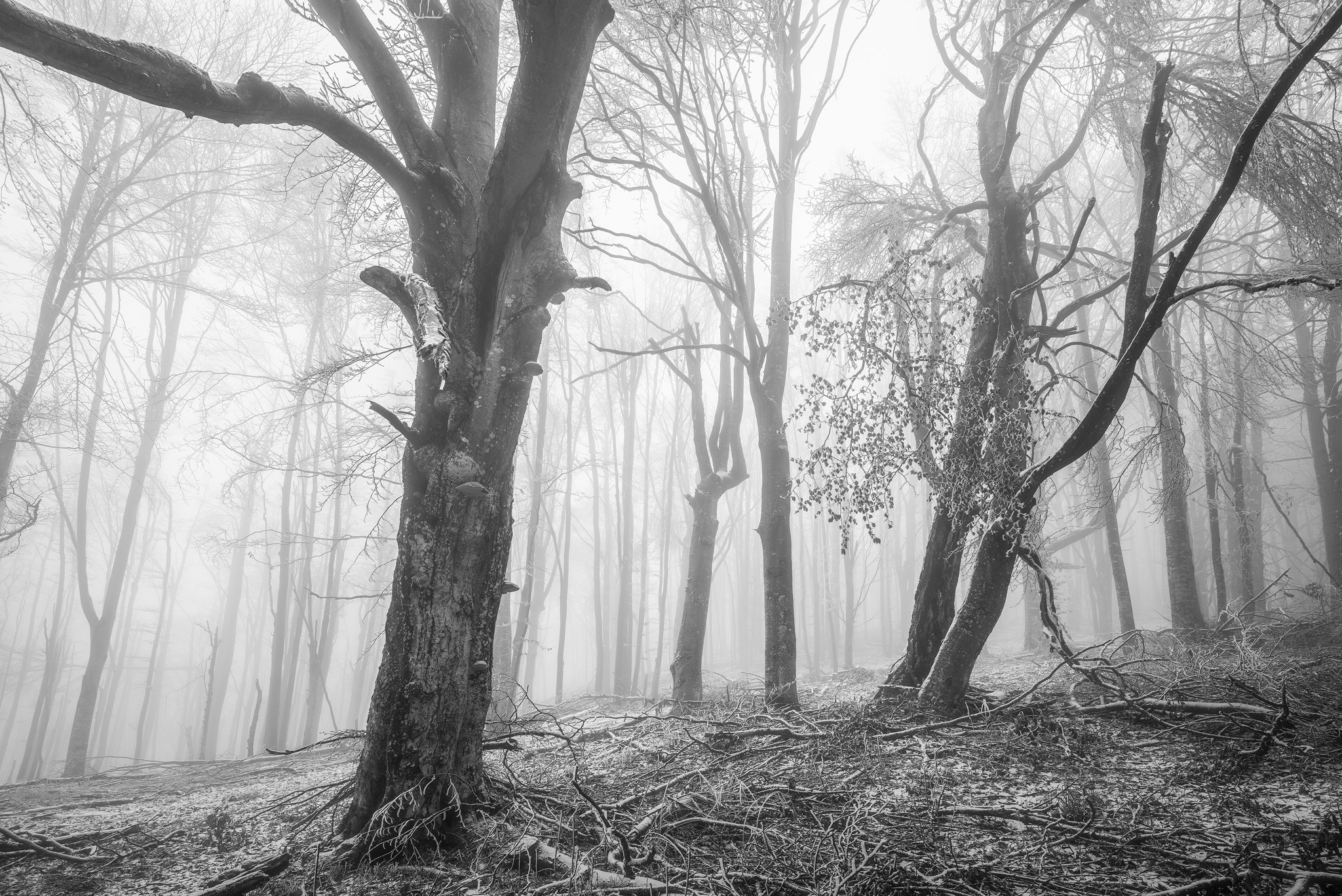 Monochrome forest in mist with bare trees and fallen branches HD Wallpaper