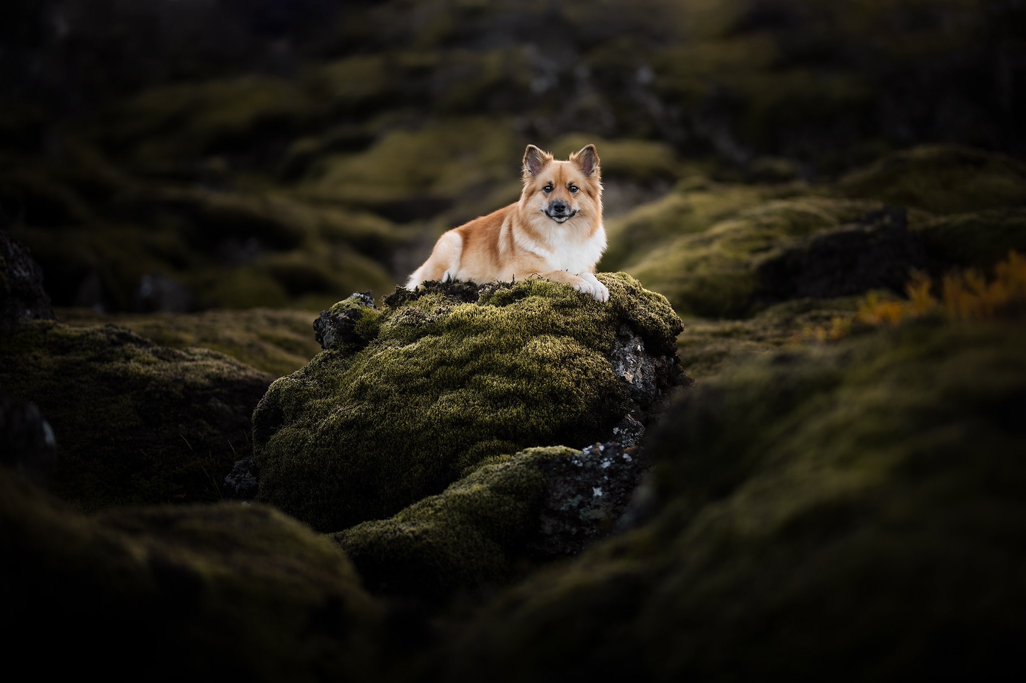 A dog rests on a moss-covered rock in a dark landscape. HD Wallpaper