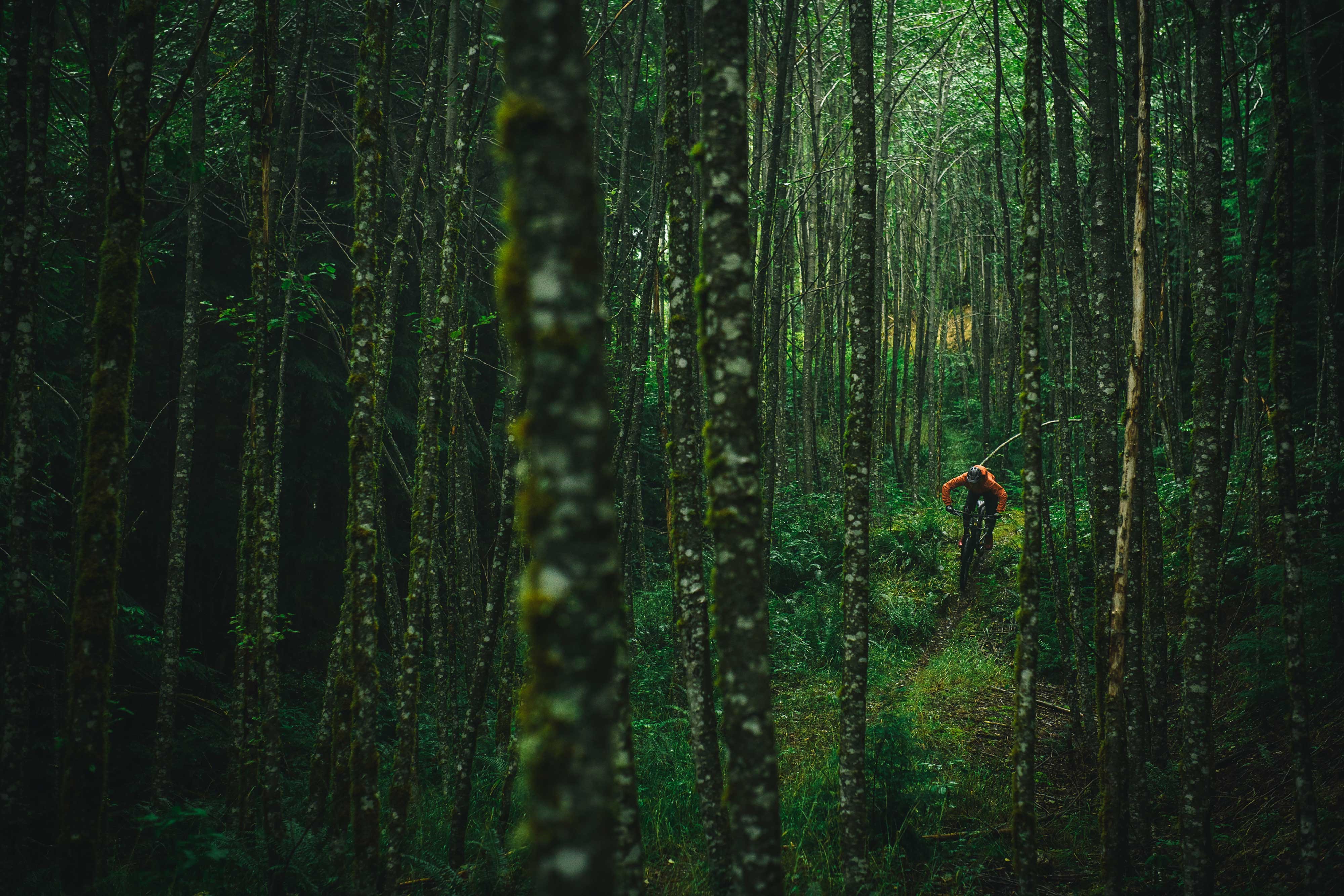 Mountain biker in a dense forest HD Wallpaper