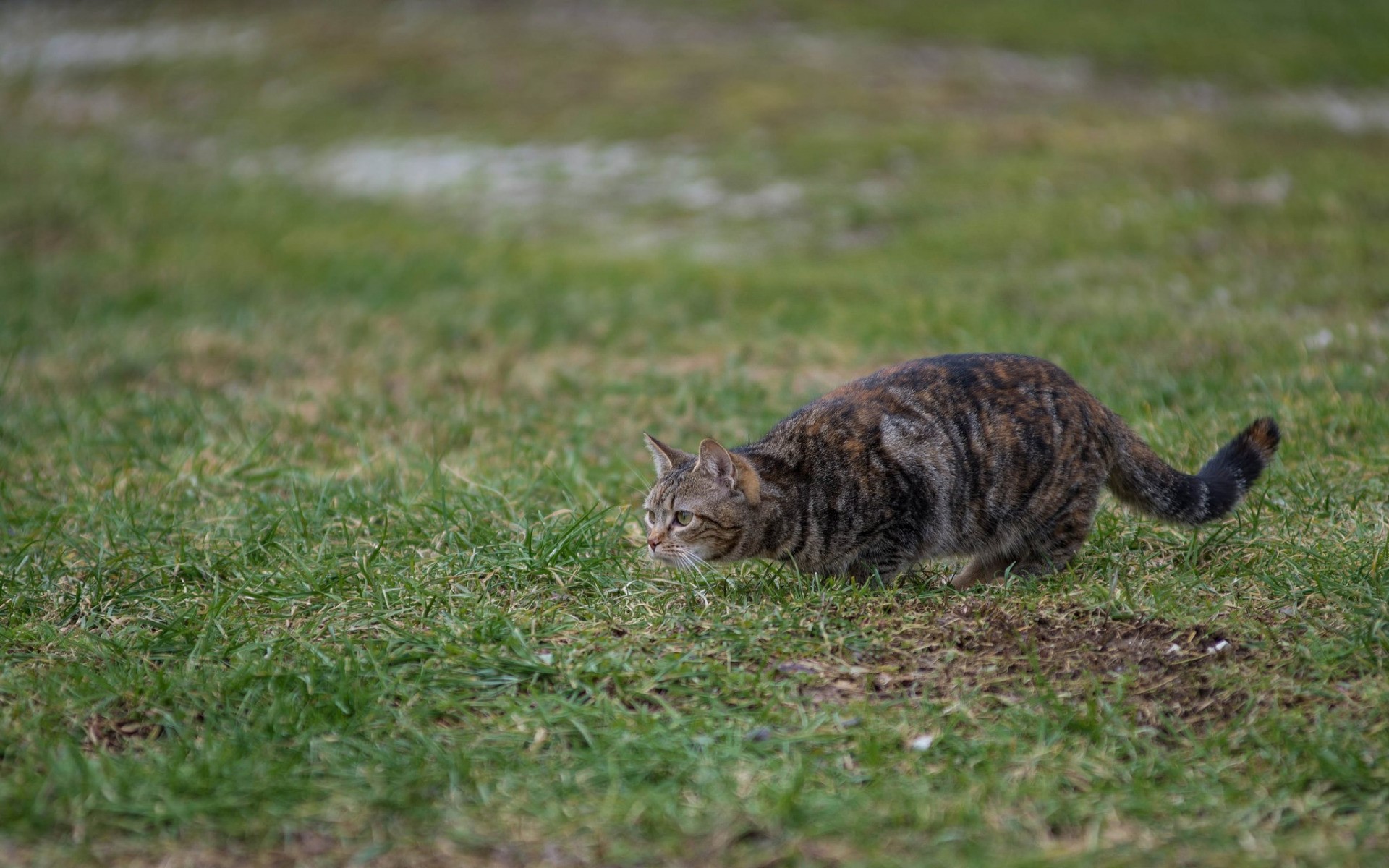 A tabby cat crouches in the grass HD Wallpaper
