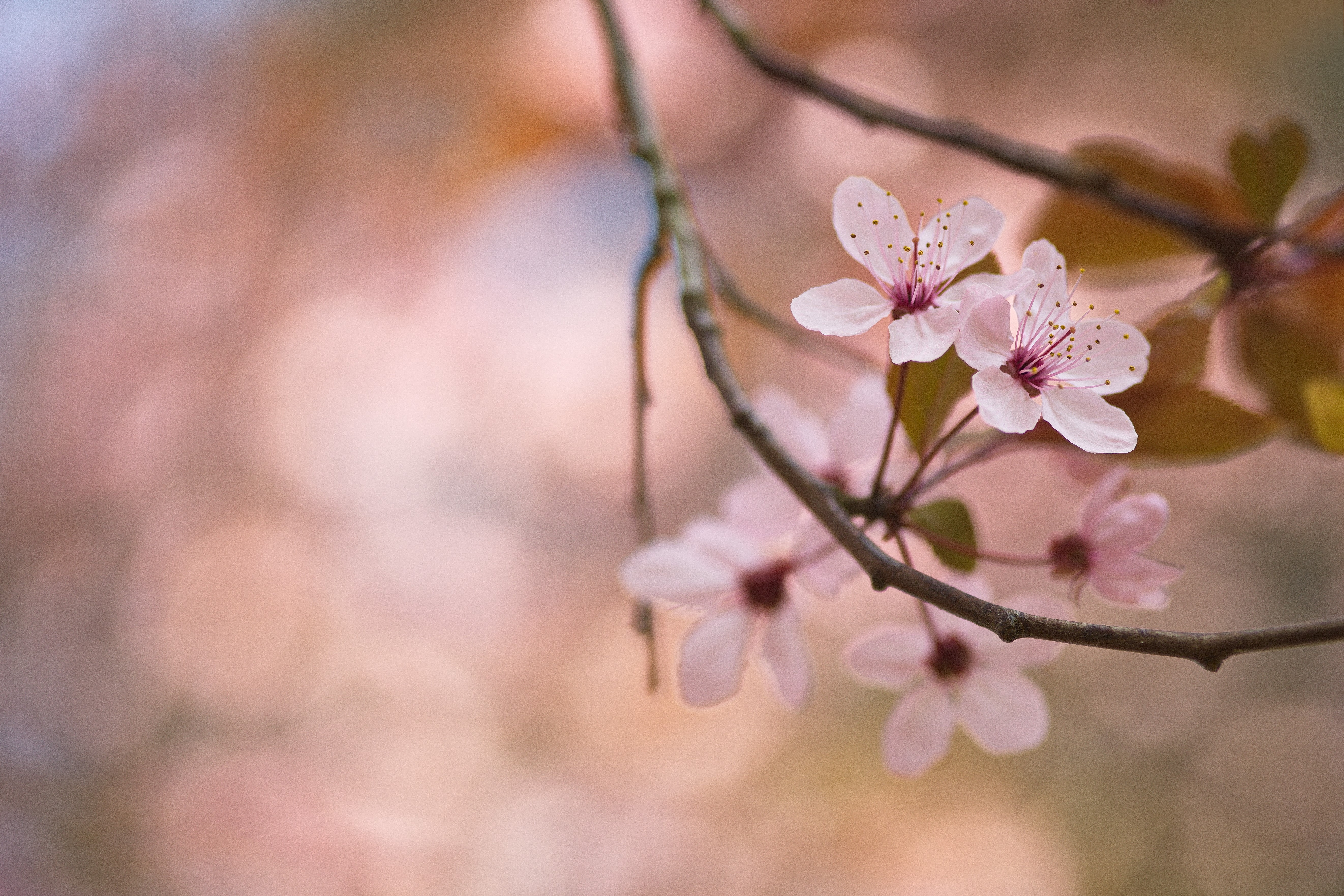 Spring cherry blossoms on a branch HD Wallpaper