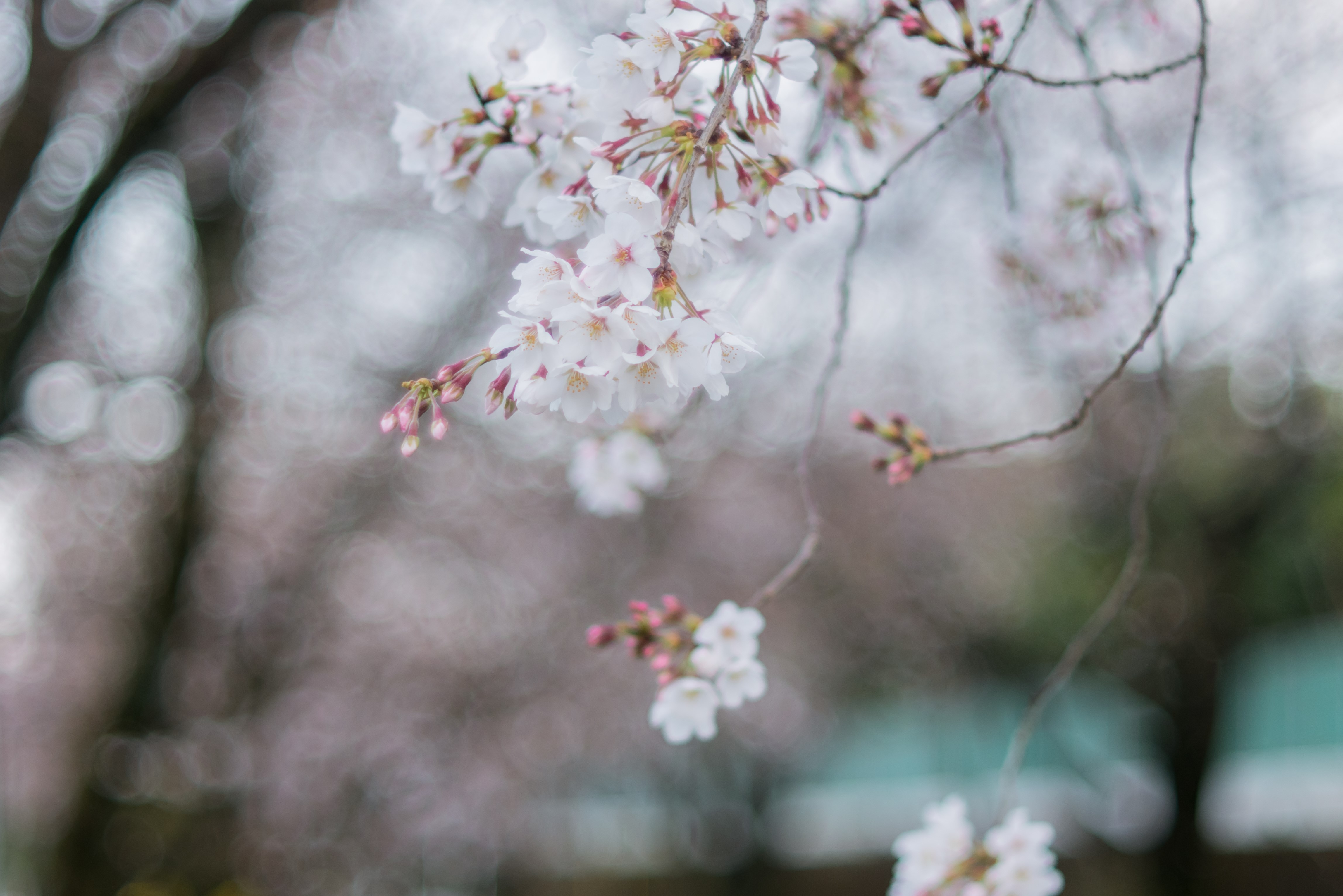 Cherry blossoms in spring with bokeh HD Wallpaper