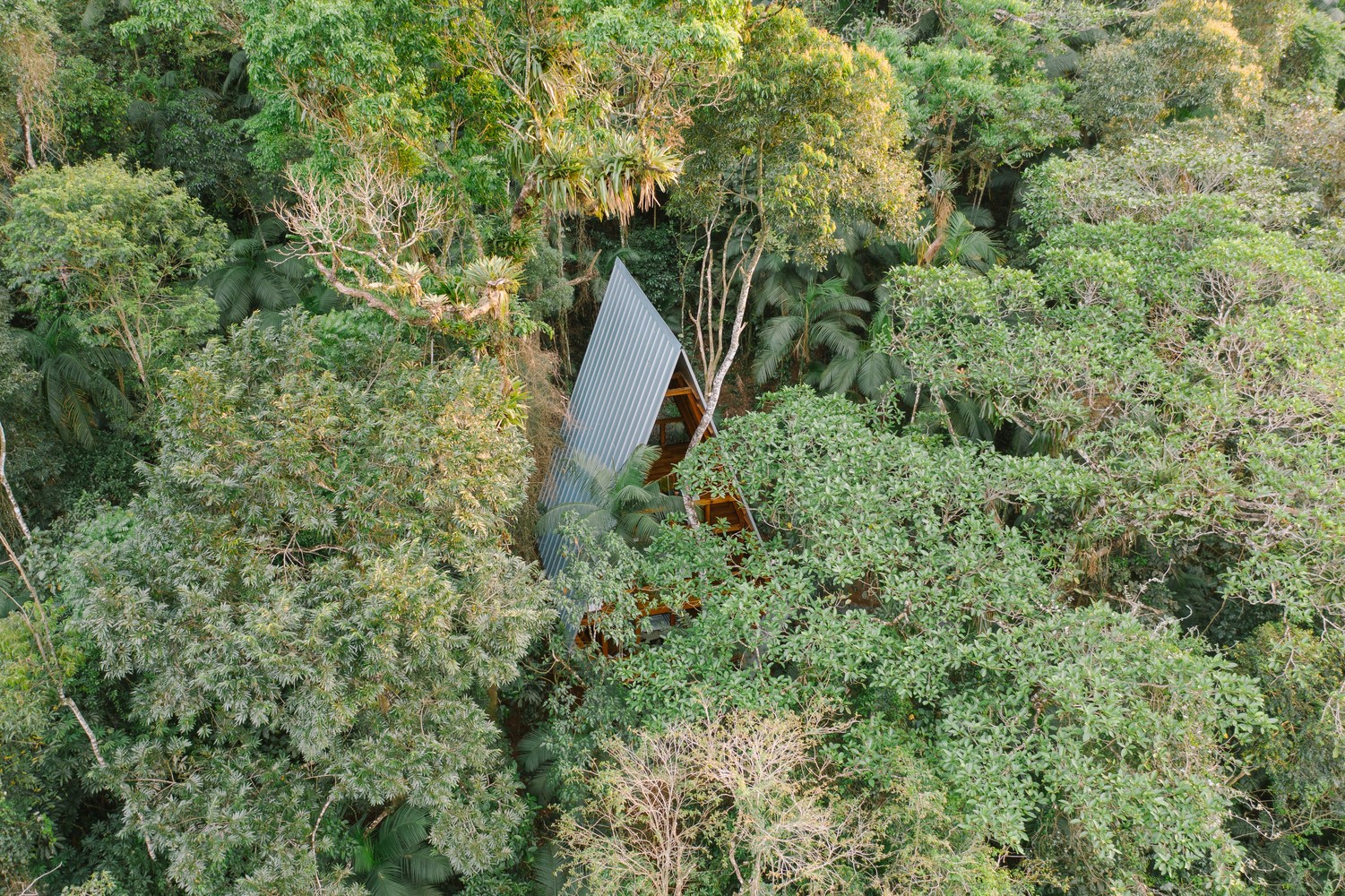 Modern house nestled in a dense forest canopy HD Wallpaper