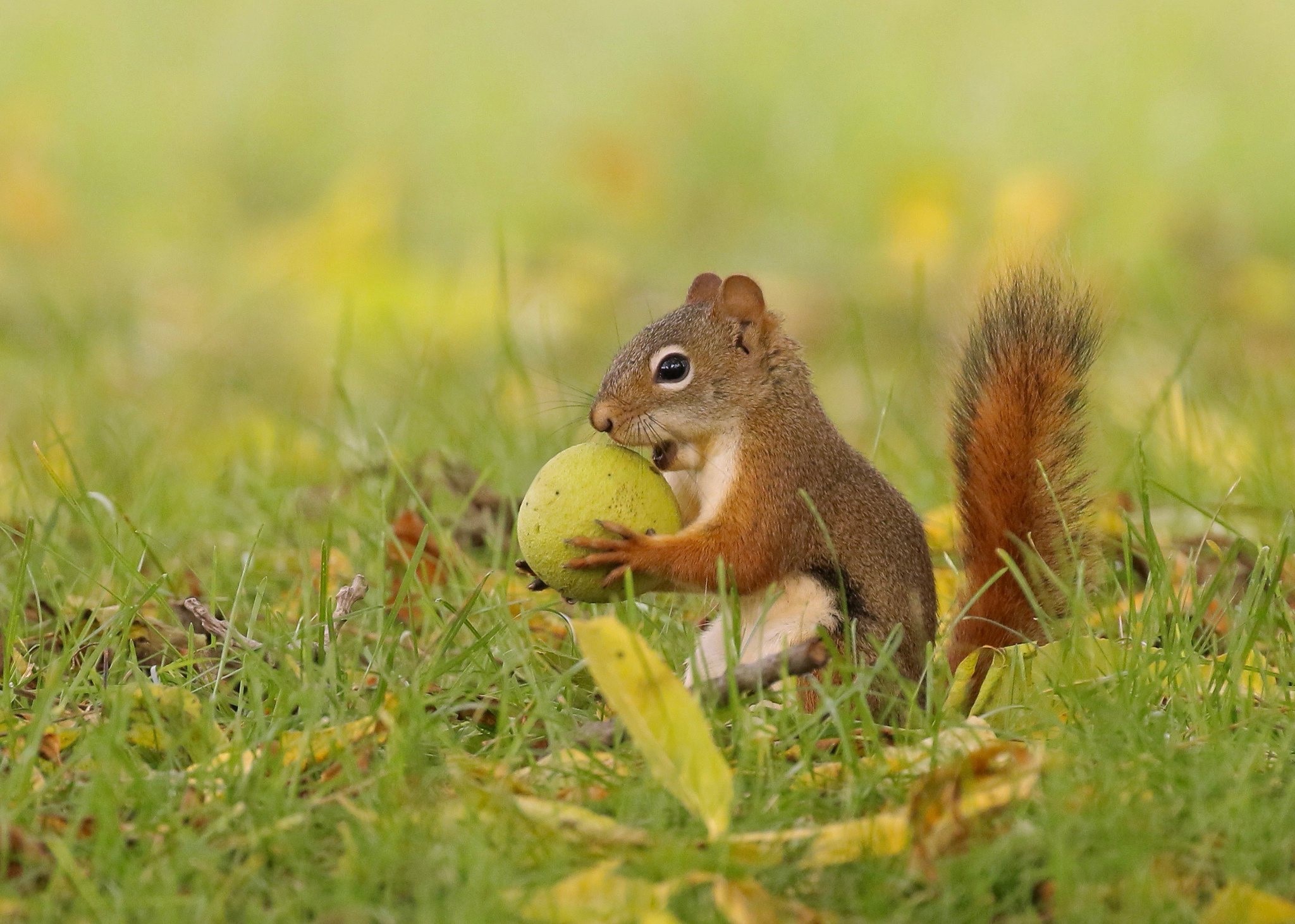 Red squirrel holding a large green nut in grass HD Wallpaper