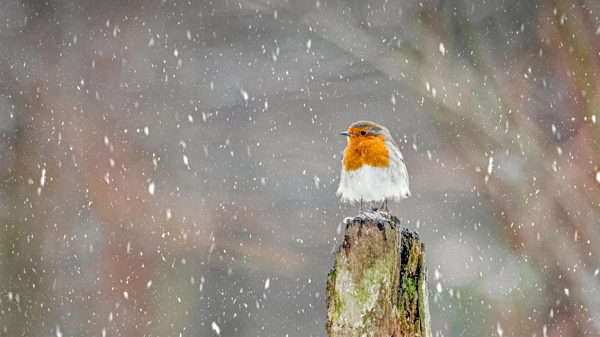 Robin bird perched on a wooden post in the snow HD Wallpaper