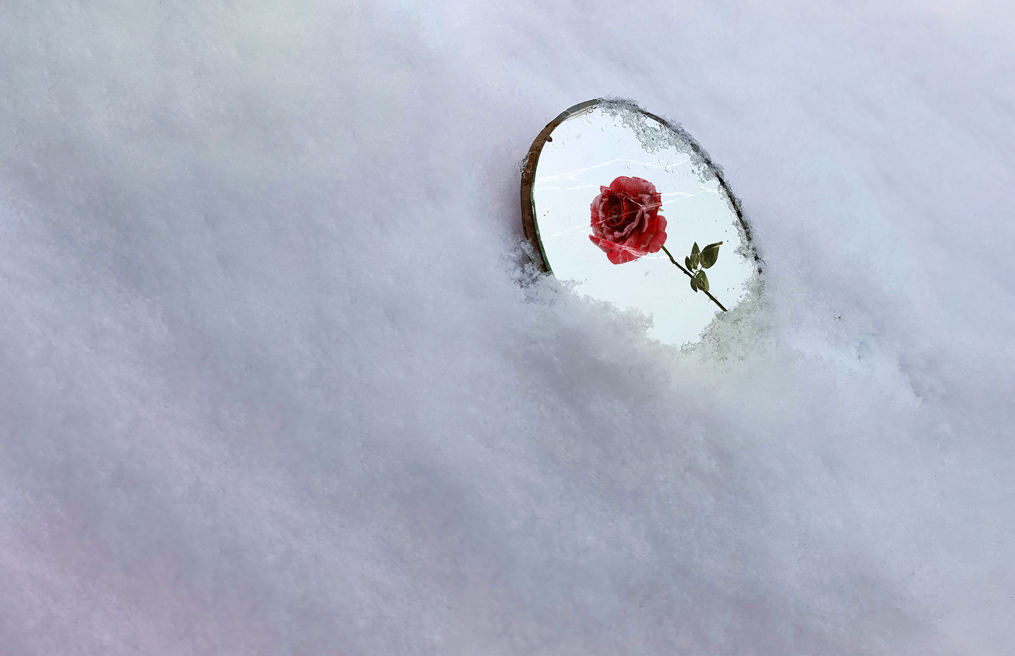 Red rose reflected in a mirror on snow HD Wallpaper