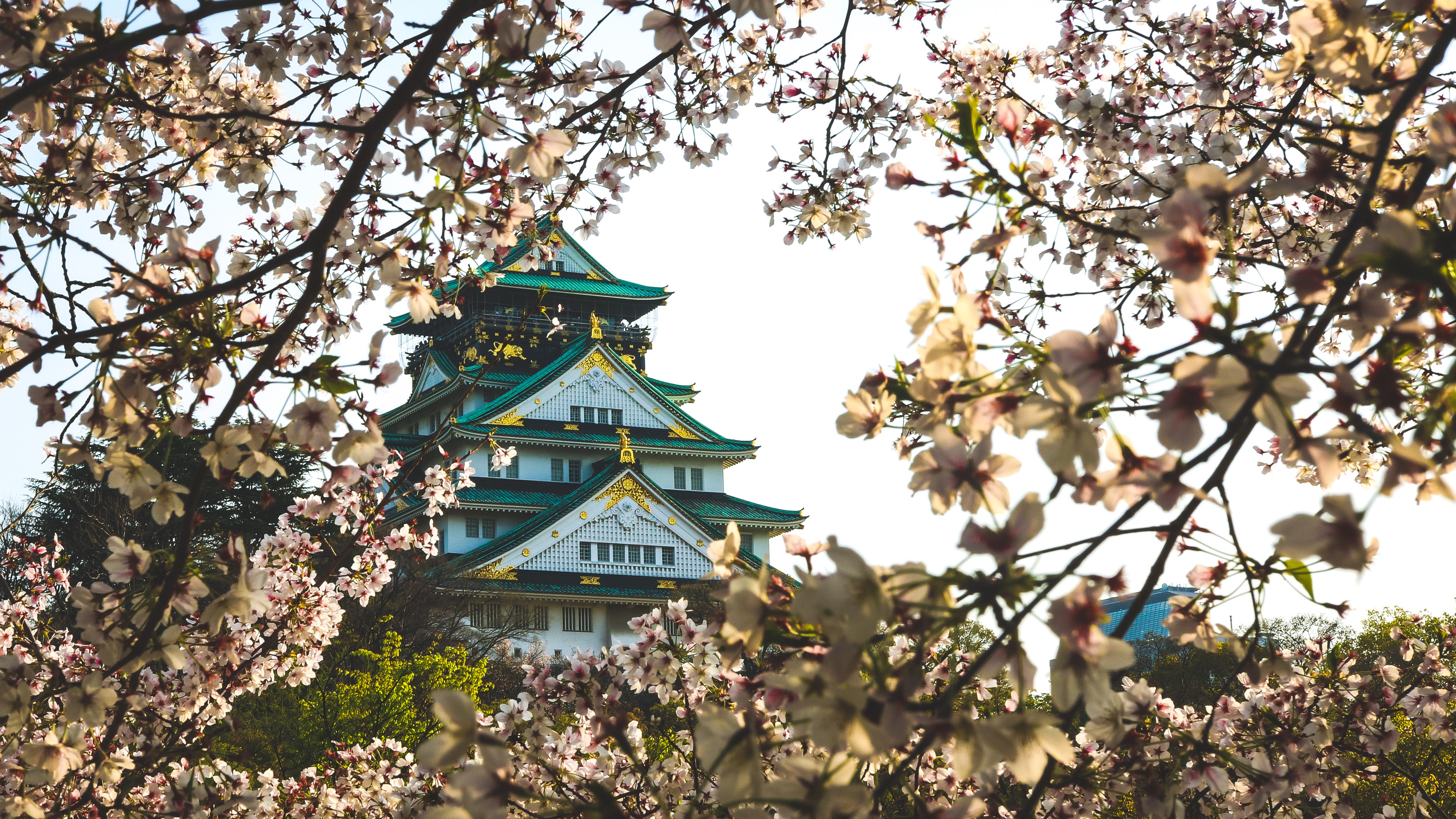 Osaka Castle surrounded by cherry blossoms HD Wallpaper