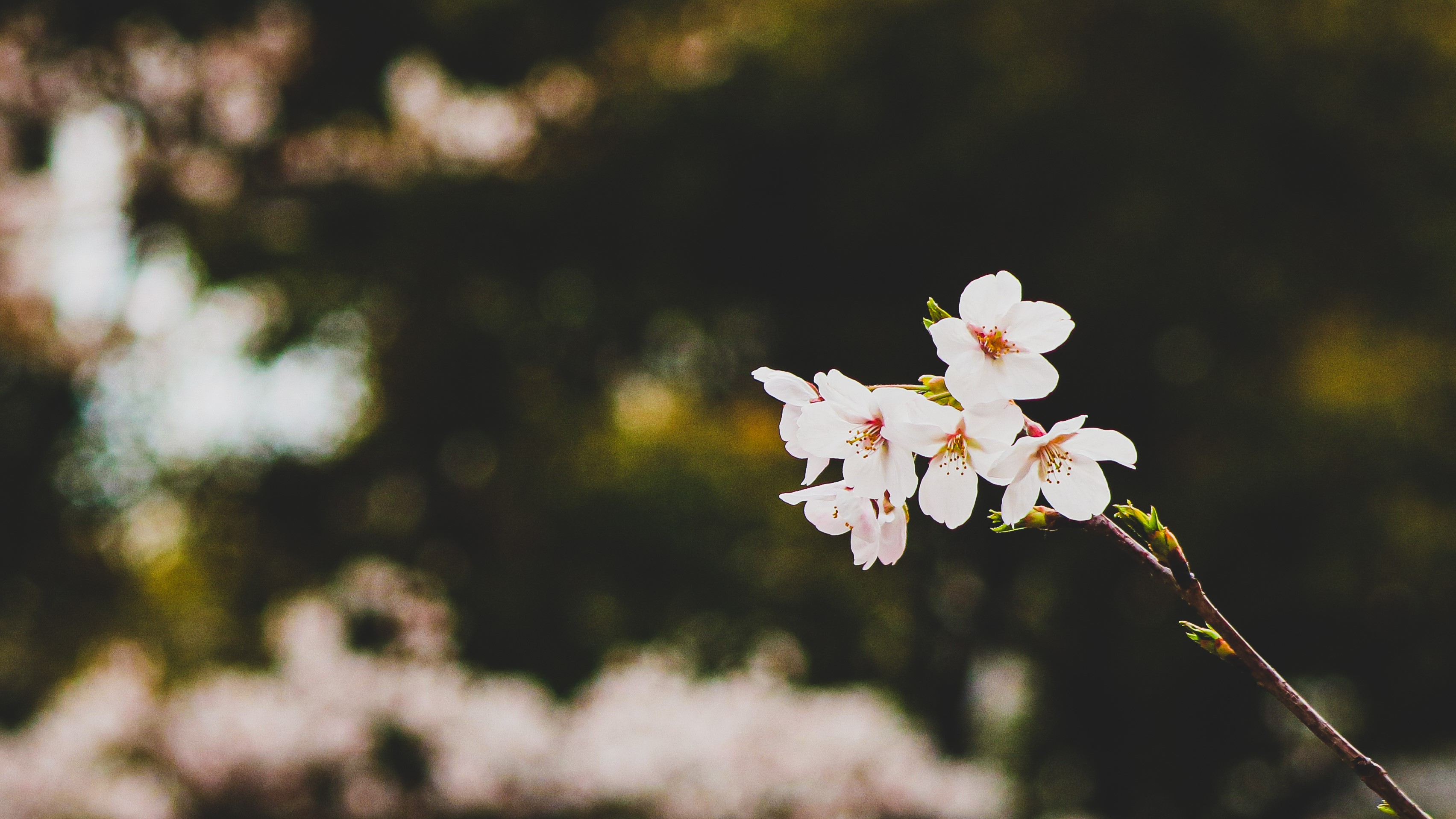 Cherry blossoms in Japan HD Wallpaper