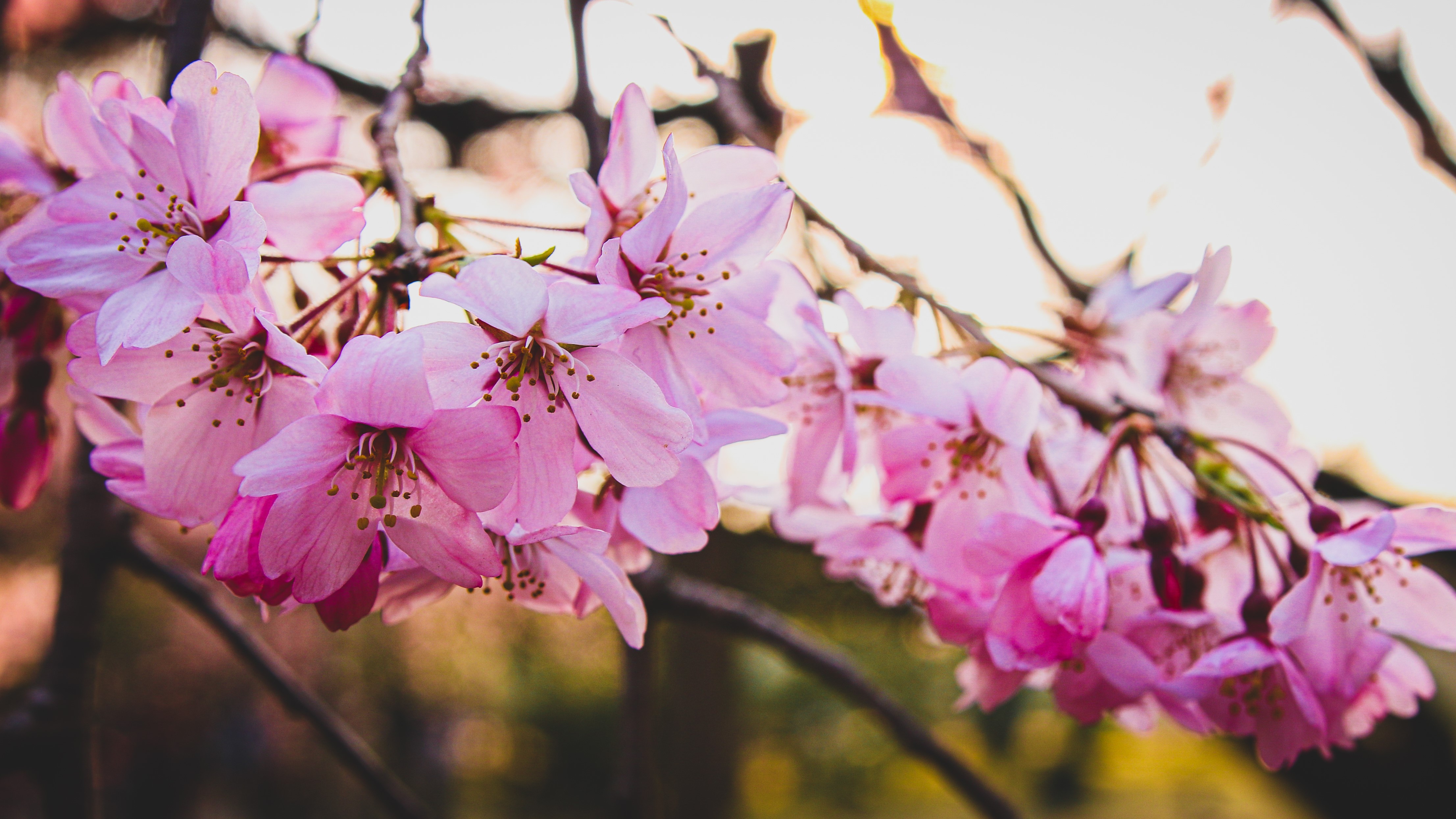 4K Cherry blossoms in Tokyo HD Wallpaper