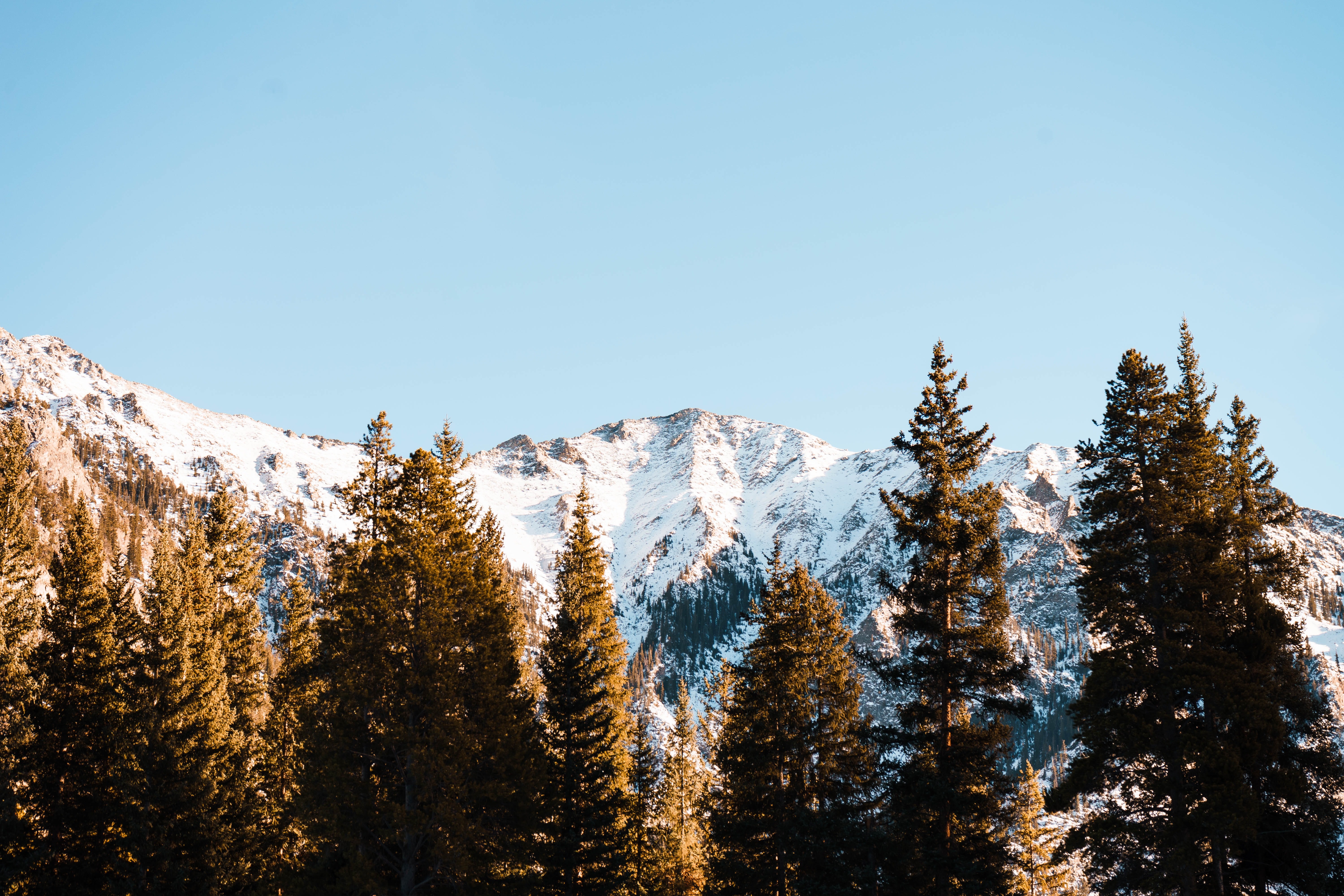 Snow-capped mountains behind pine trees under clear sky HD Wallpaper