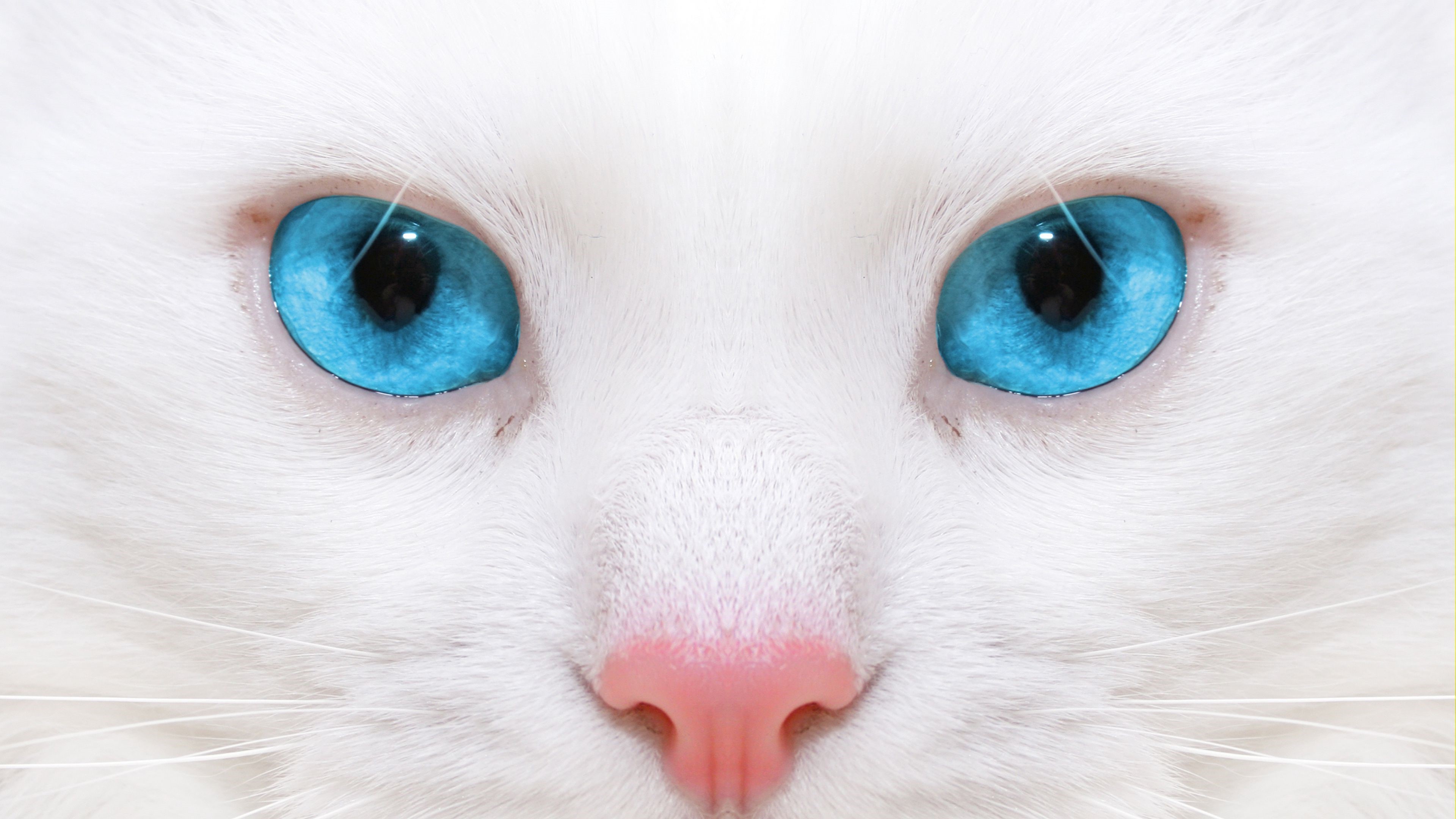 Close-up of a white cat with bright blue eyes HD Wallpaper