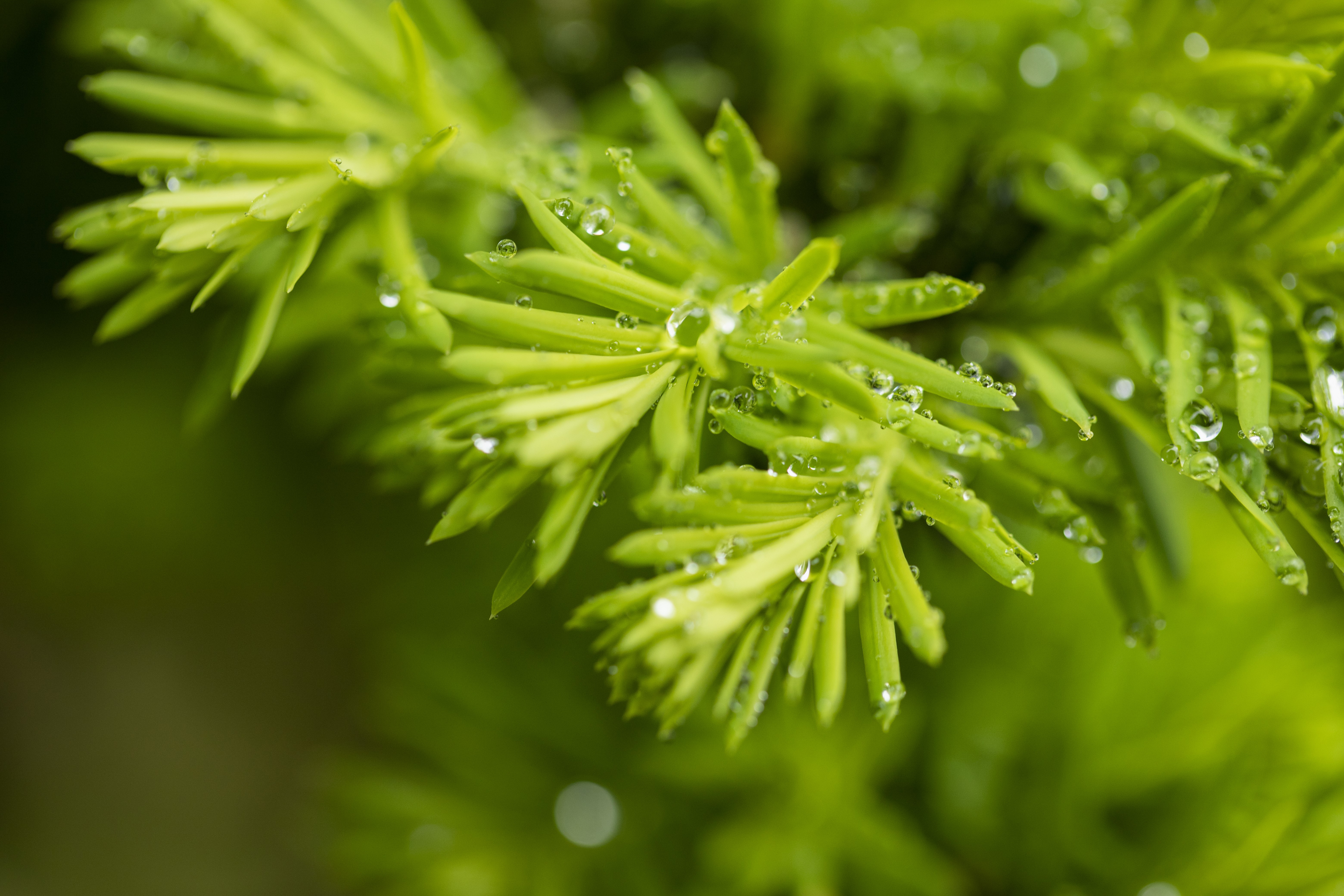 Green plant with water drops HD Wallpaper