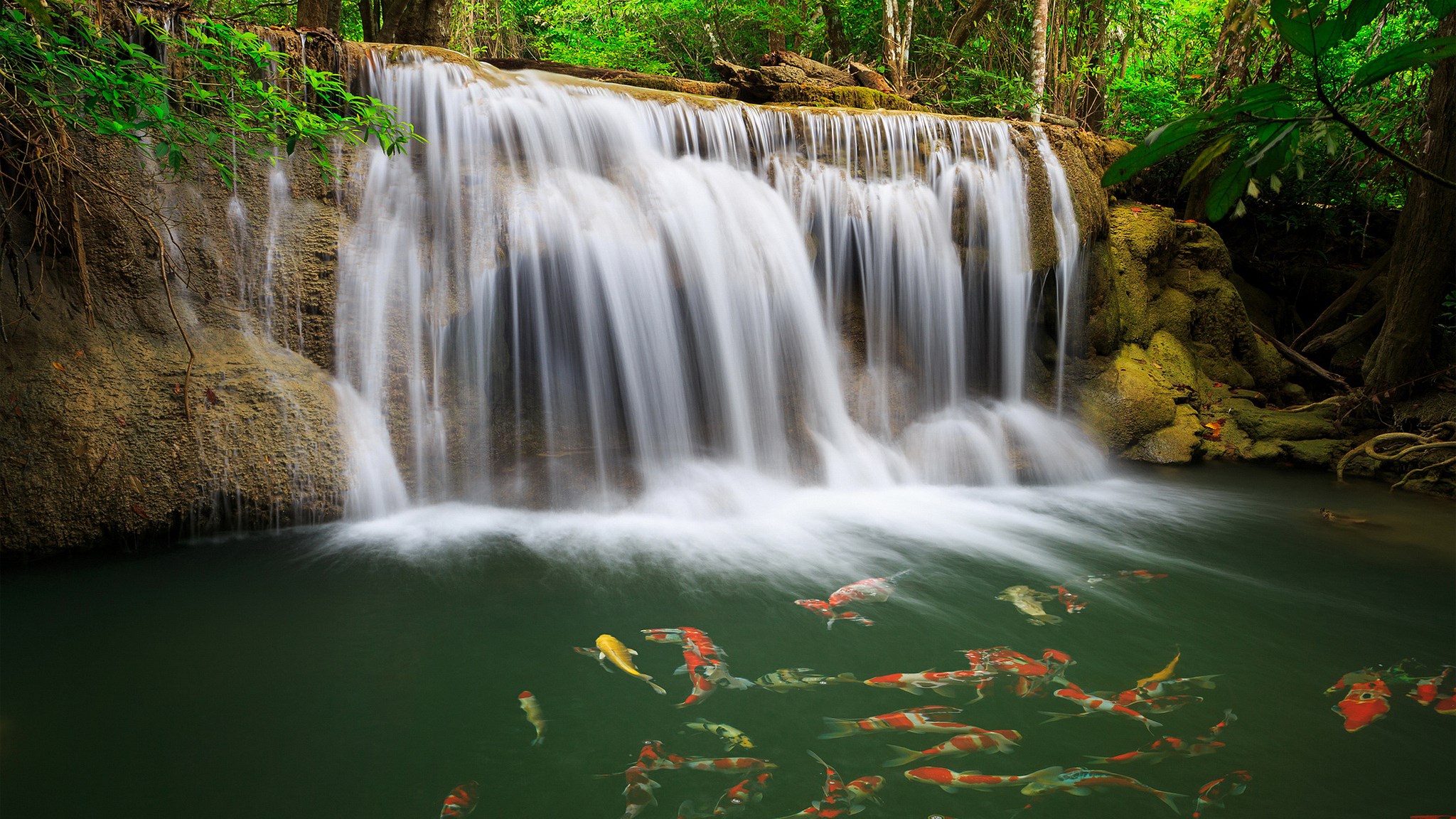 Waterfall with Koi Fish in a Forest HD Wallpaper