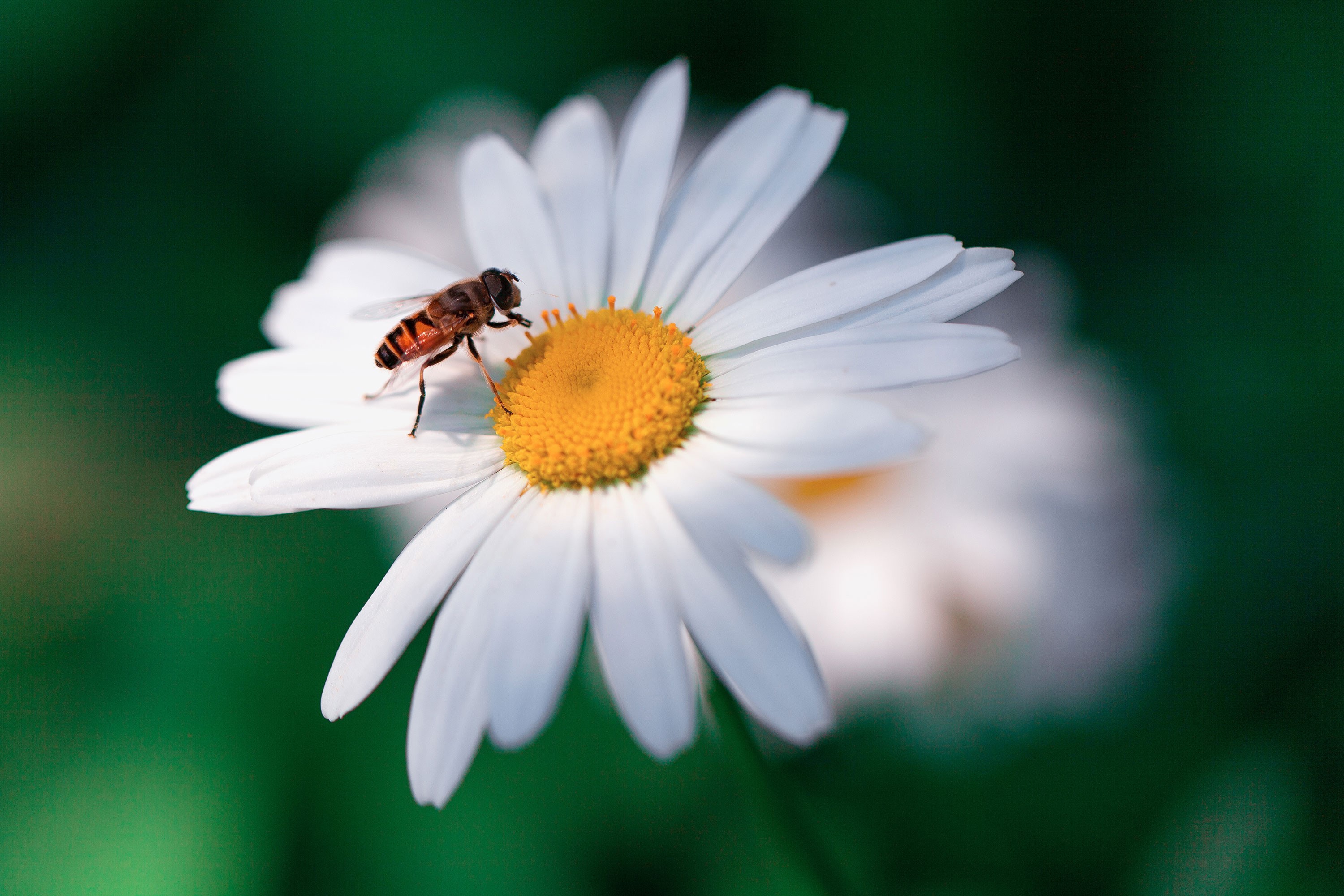 Bee on a white daisy flower HD Wallpaper