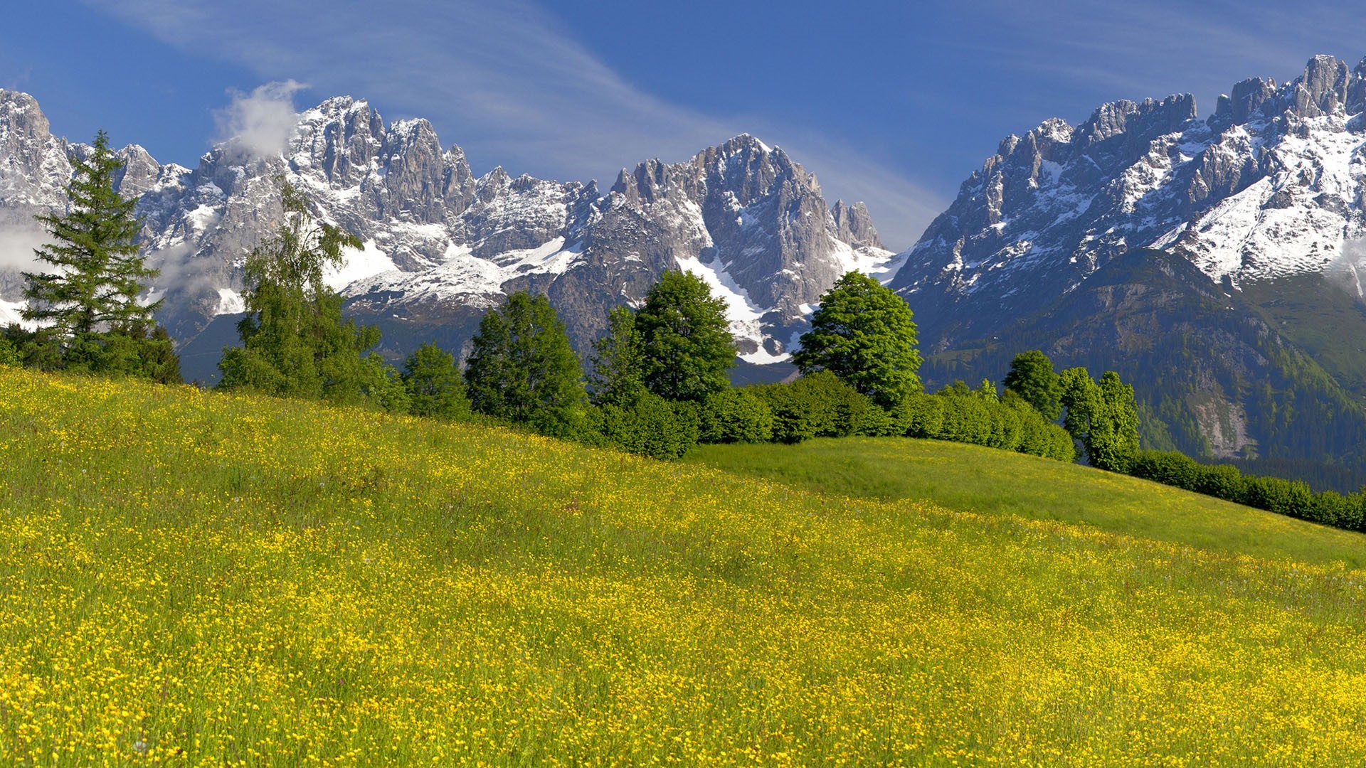 Field of yellow flowers with snow-capped mountains HD Wallpaper