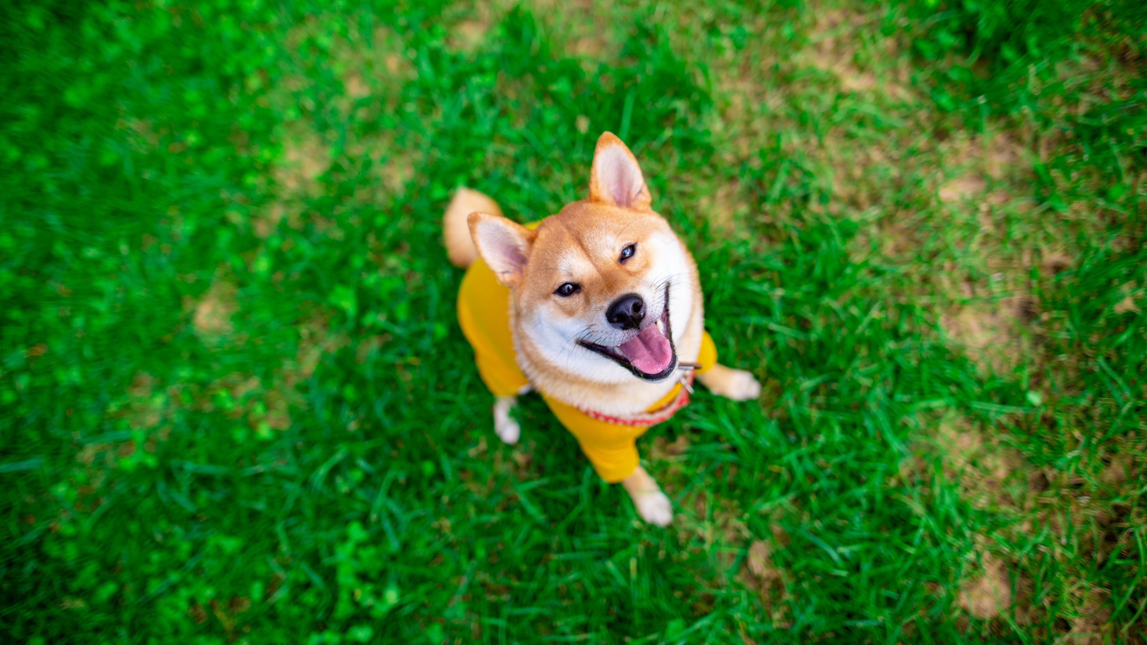 4K Shiba Inu dog on grass HD Wallpaper