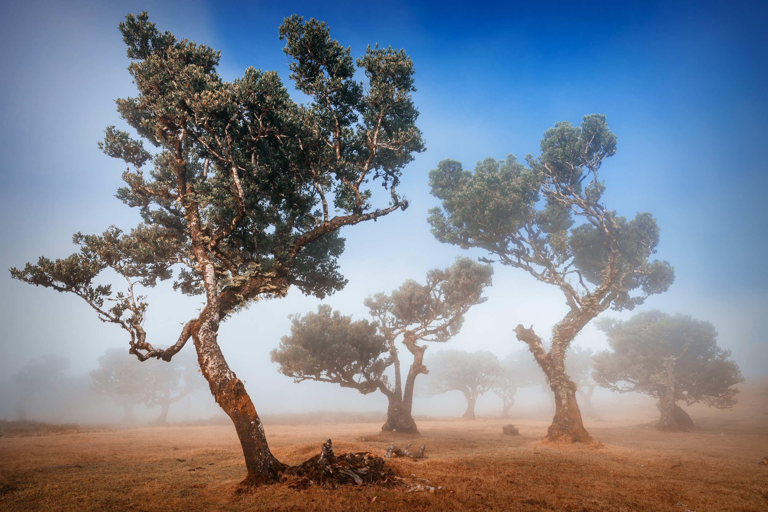 Ancient trees in a misty forest landscape HD Wallpaper