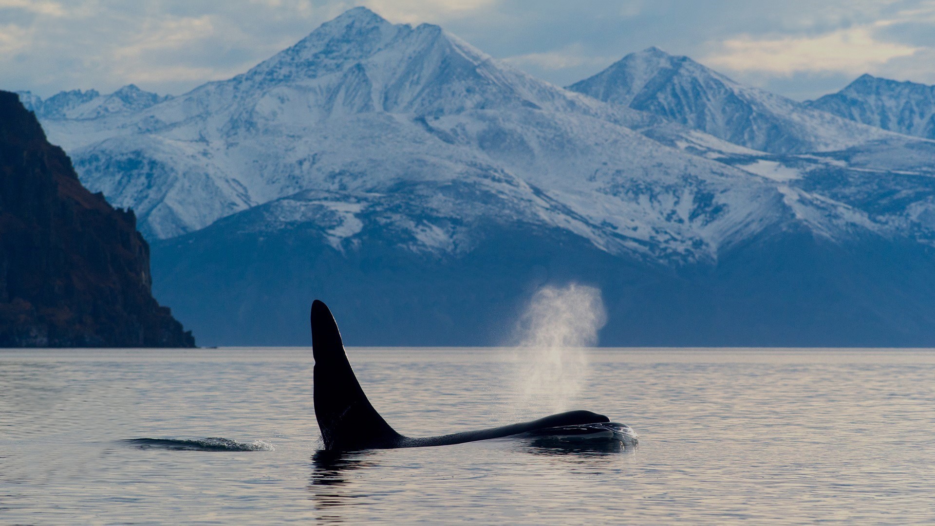 Orca whale spouting water near snow-capped mountains HD Wallpaper