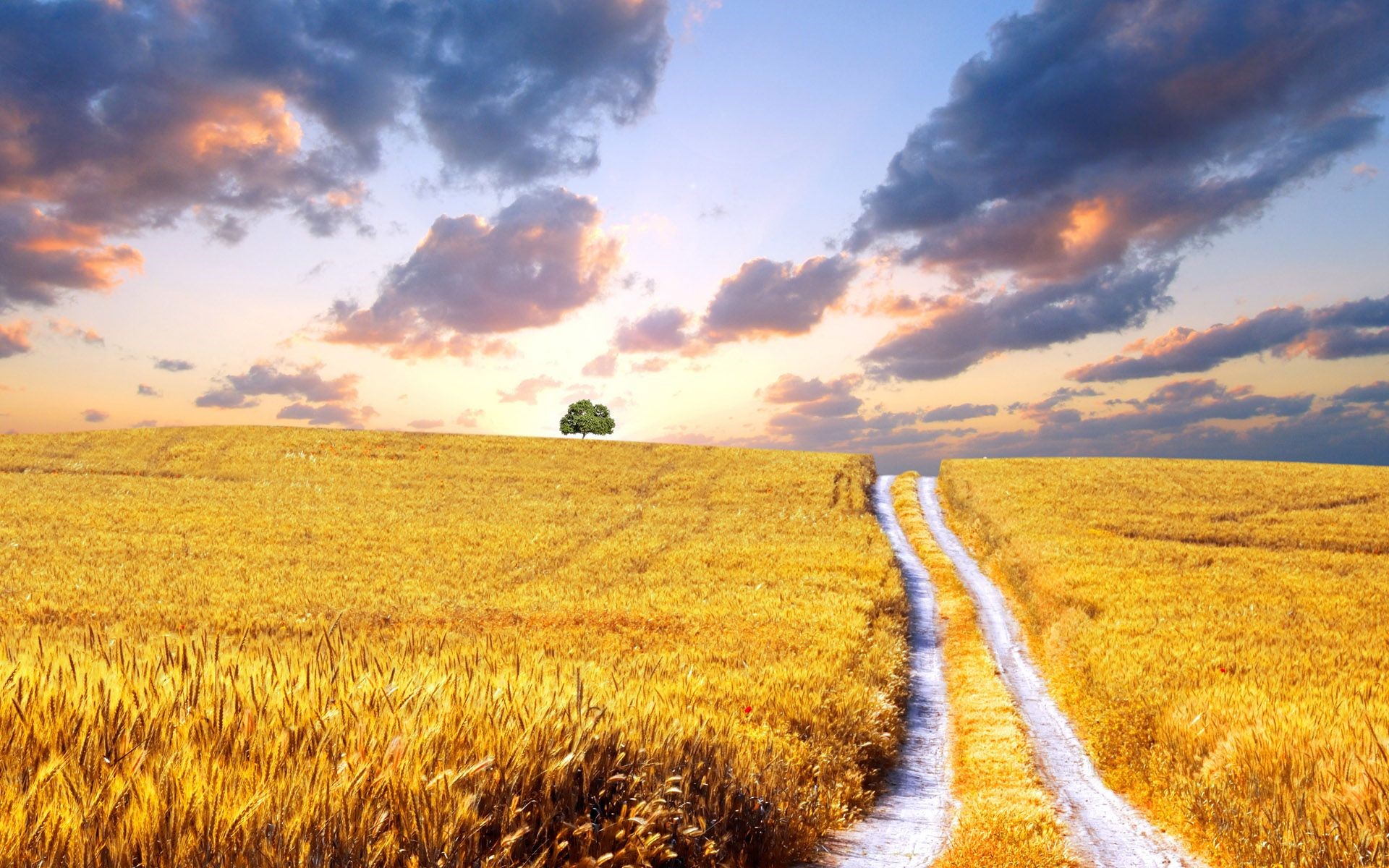 Wheat field with a dirt road and a lone tree HD Wallpaper