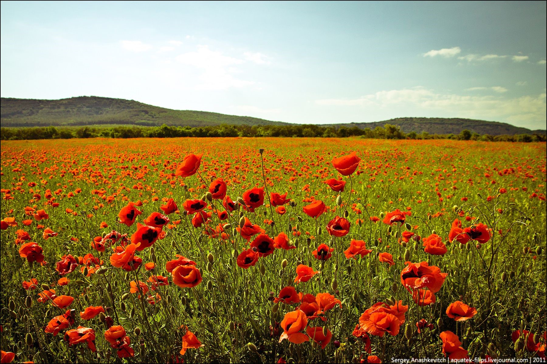 Field of red poppies with hills in the background HD Wallpaper