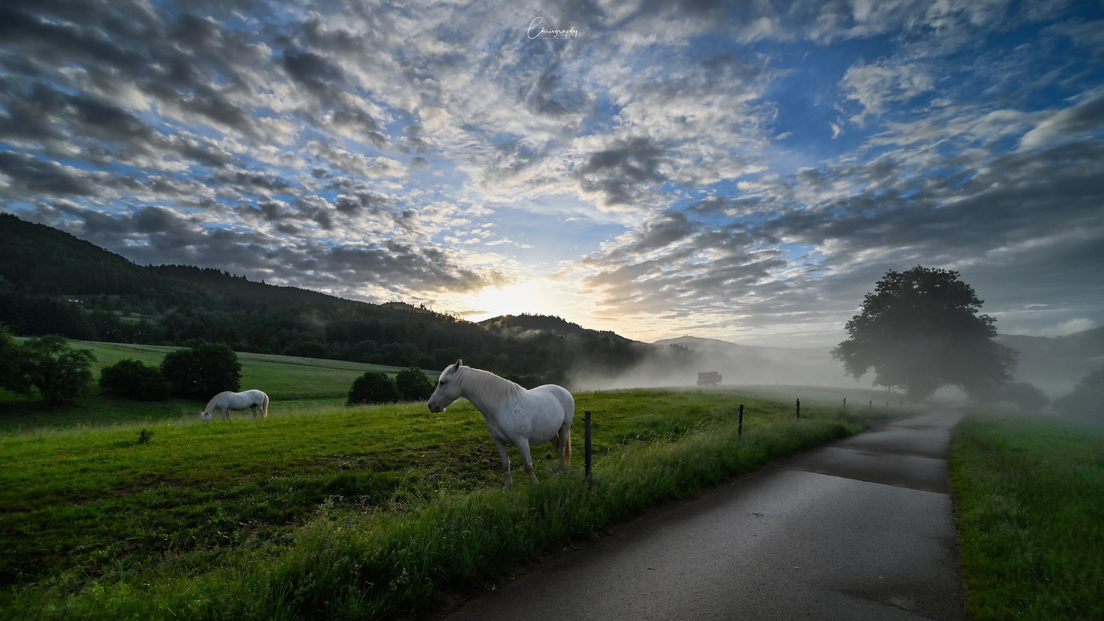 White horses in a misty field at sunrise HD Wallpaper